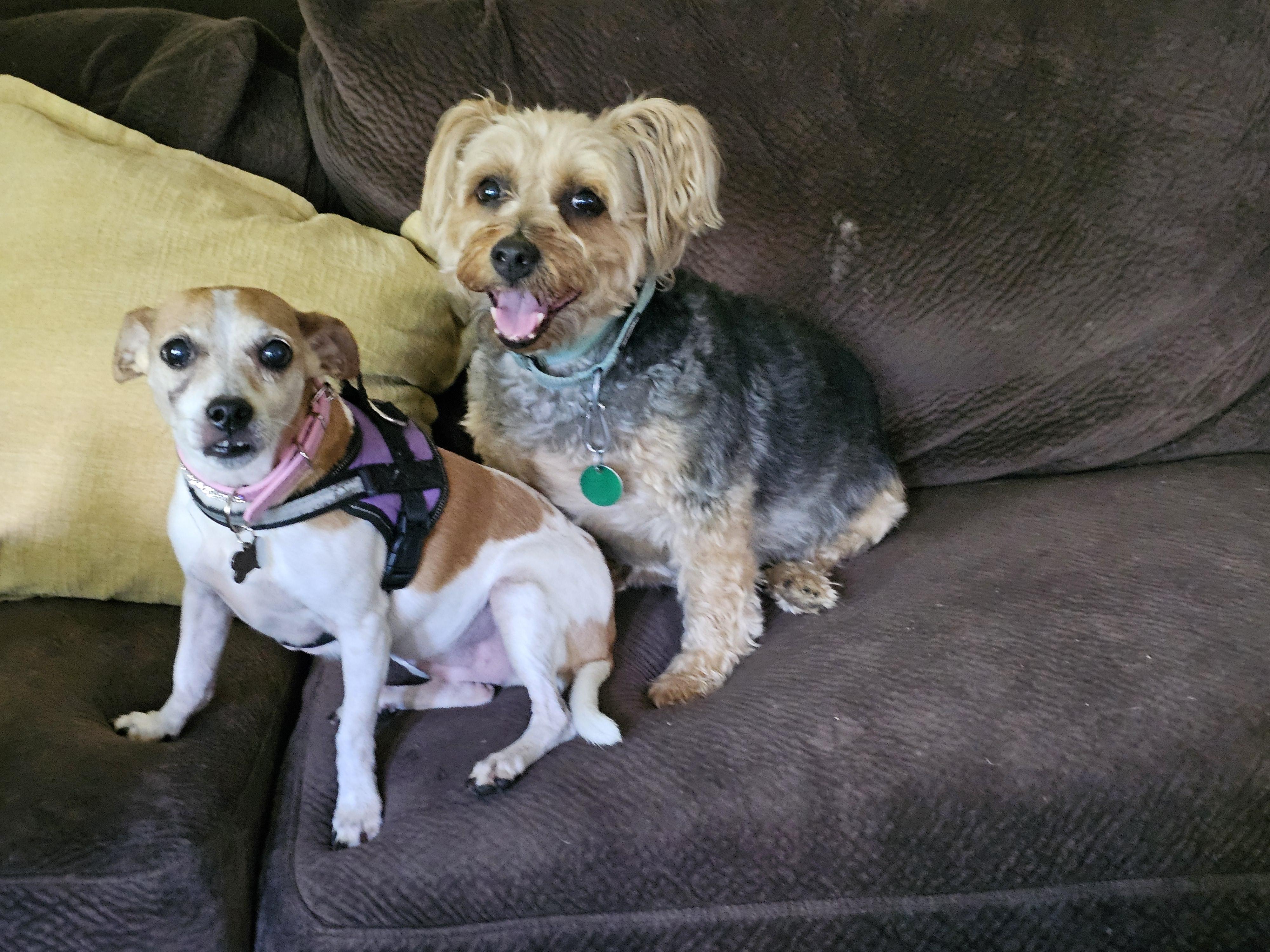 Diamond, an adopted mixed breed in Groton, CT image 2/3