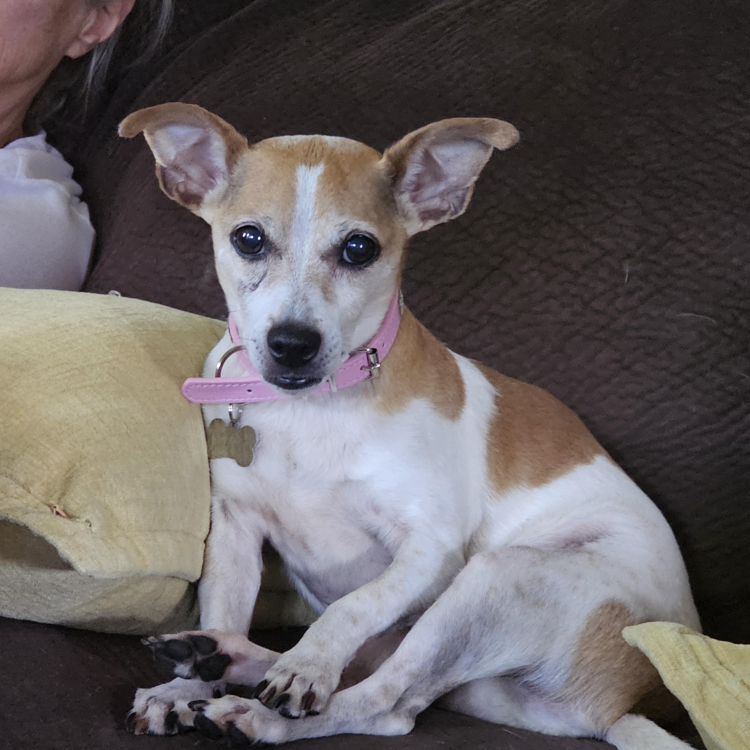 Diamond, adopted, Senior Female Jack Russell Terrier.