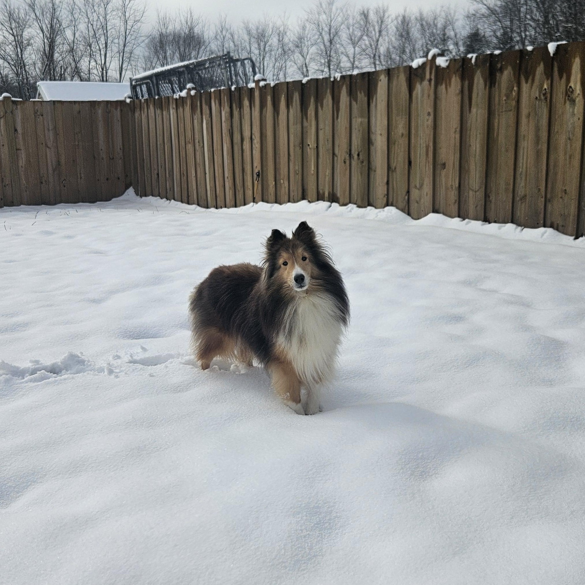 Enlarge Ariel-read bio before inquiring, an adoptable Shetland Sheepdog / Sheltie in Ramsey, IN image 1/4