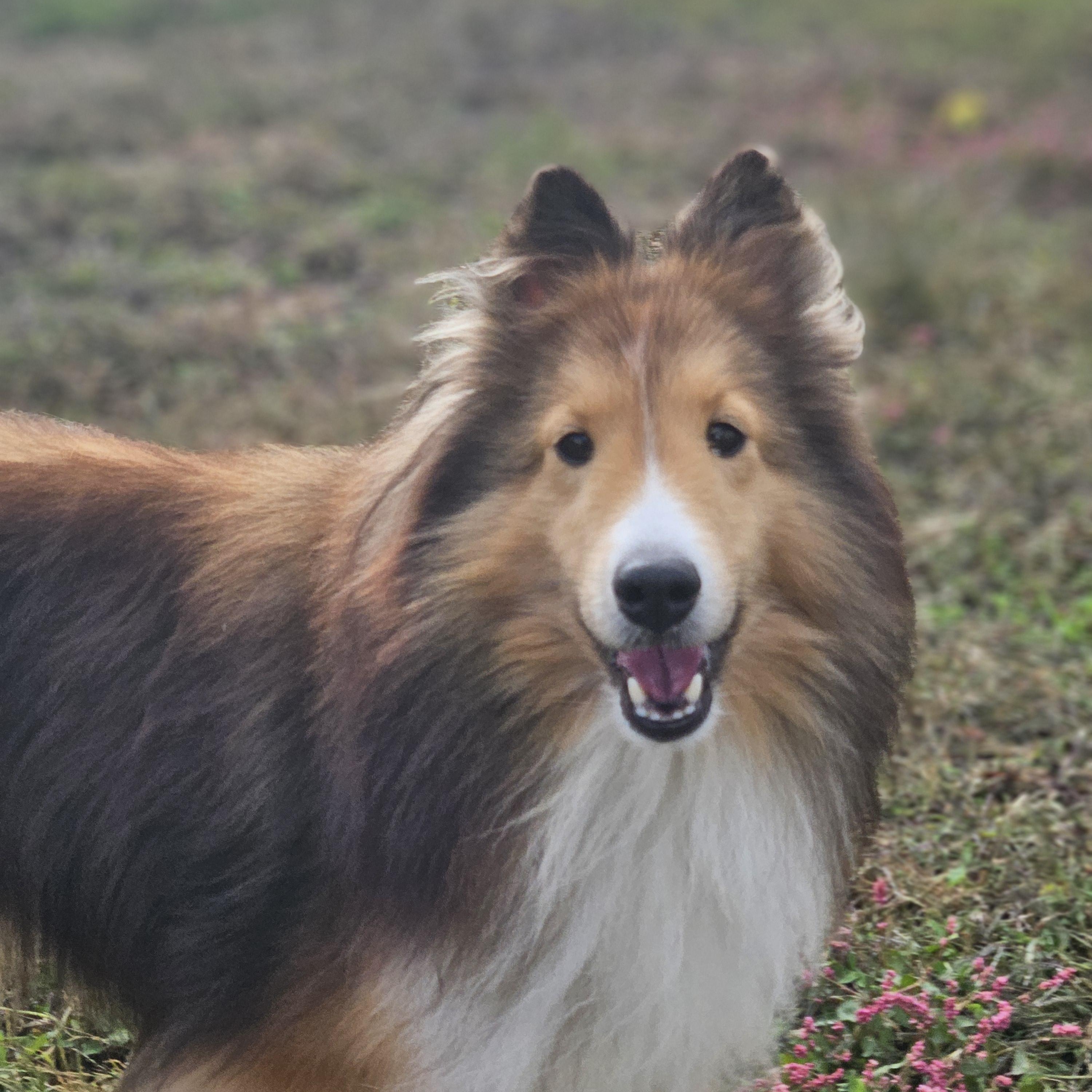 Ariel-read bio before inquiring, adoptable, Adult Female Shetland Sheepdog / Sheltie.