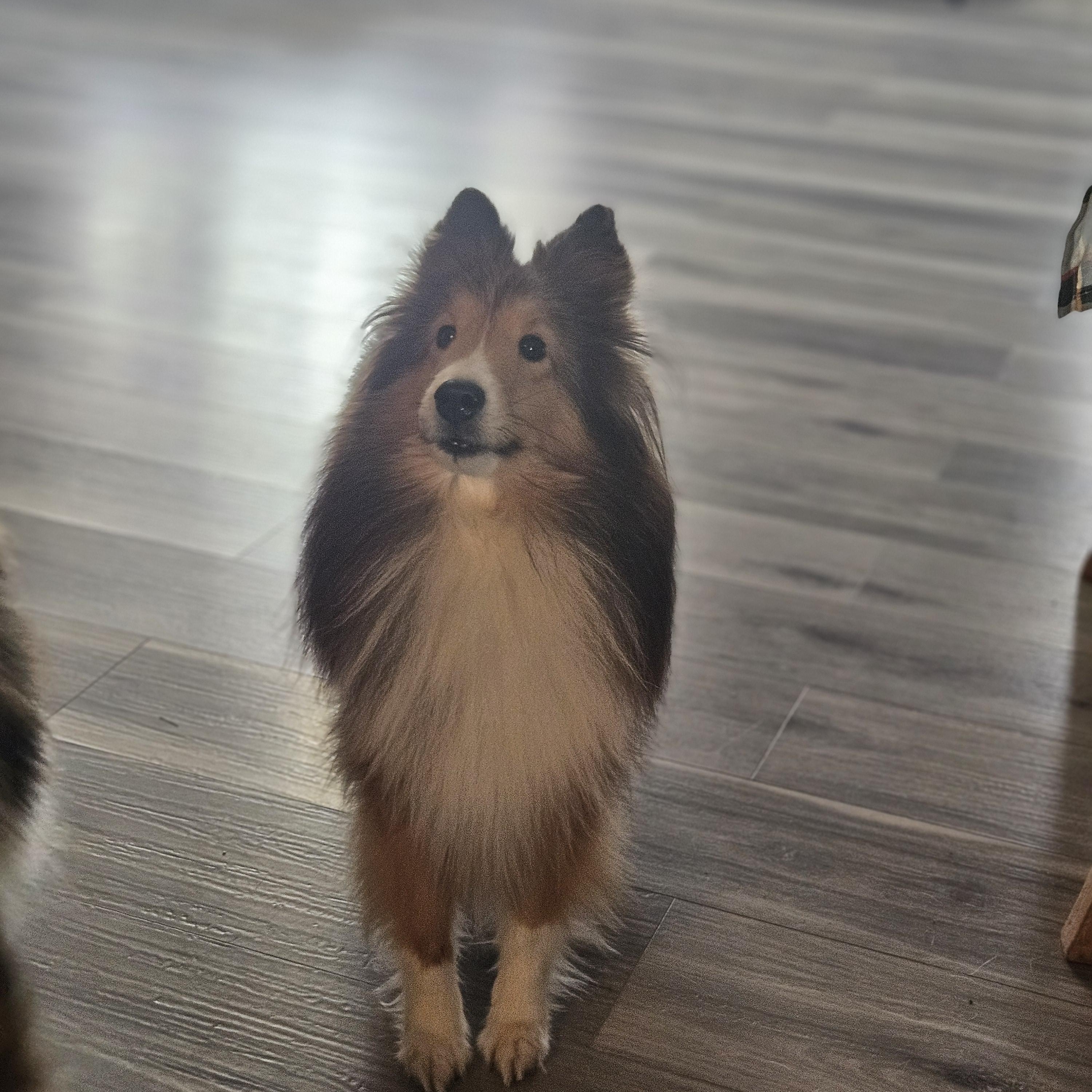Ariel-read bio before inquiring, adoptable, Adult Female Shetland Sheepdog / Sheltie.