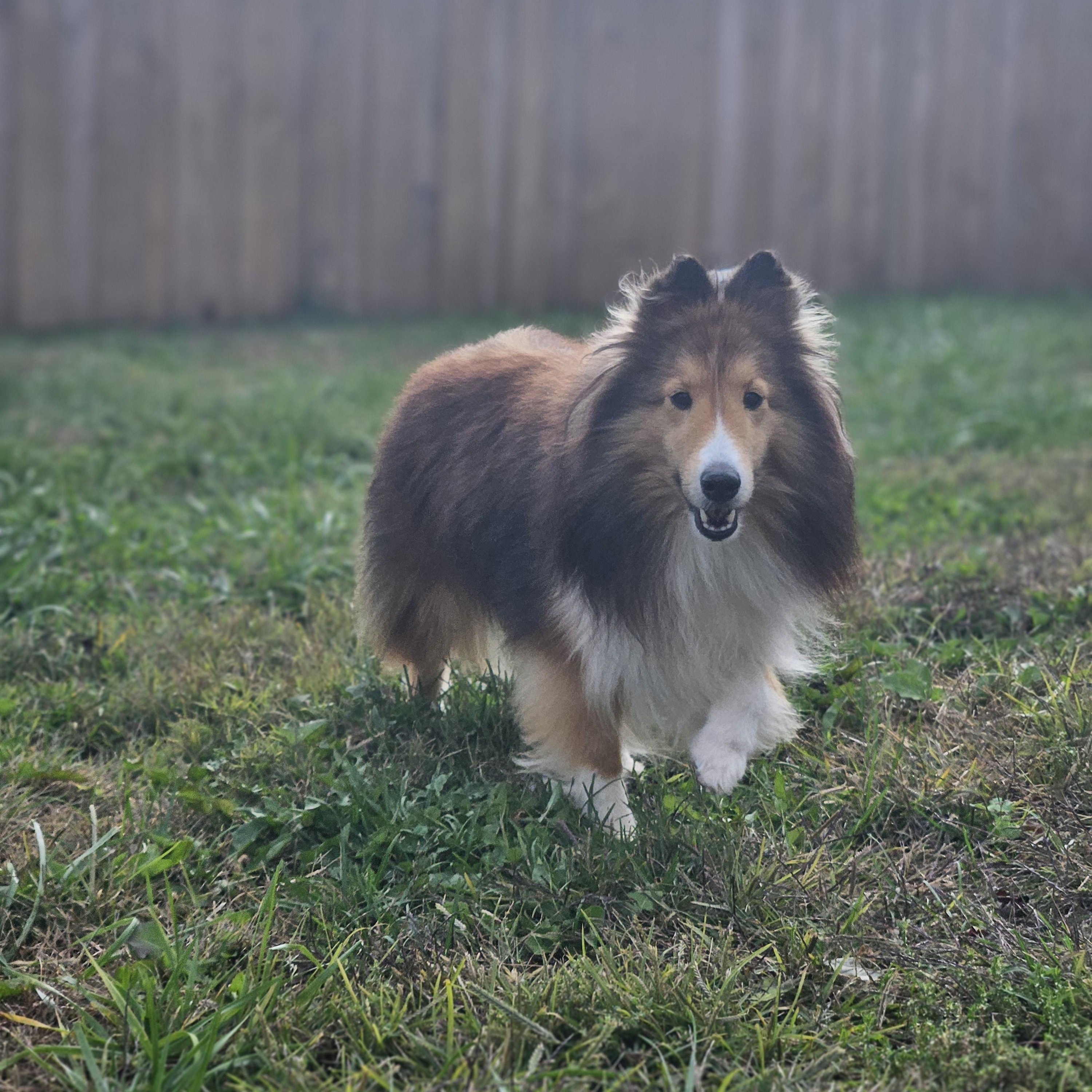 Enlarge Ariel-read bio before inquiring, an adoptable Shetland Sheepdog / Sheltie in Ramsey, IN image 4/4