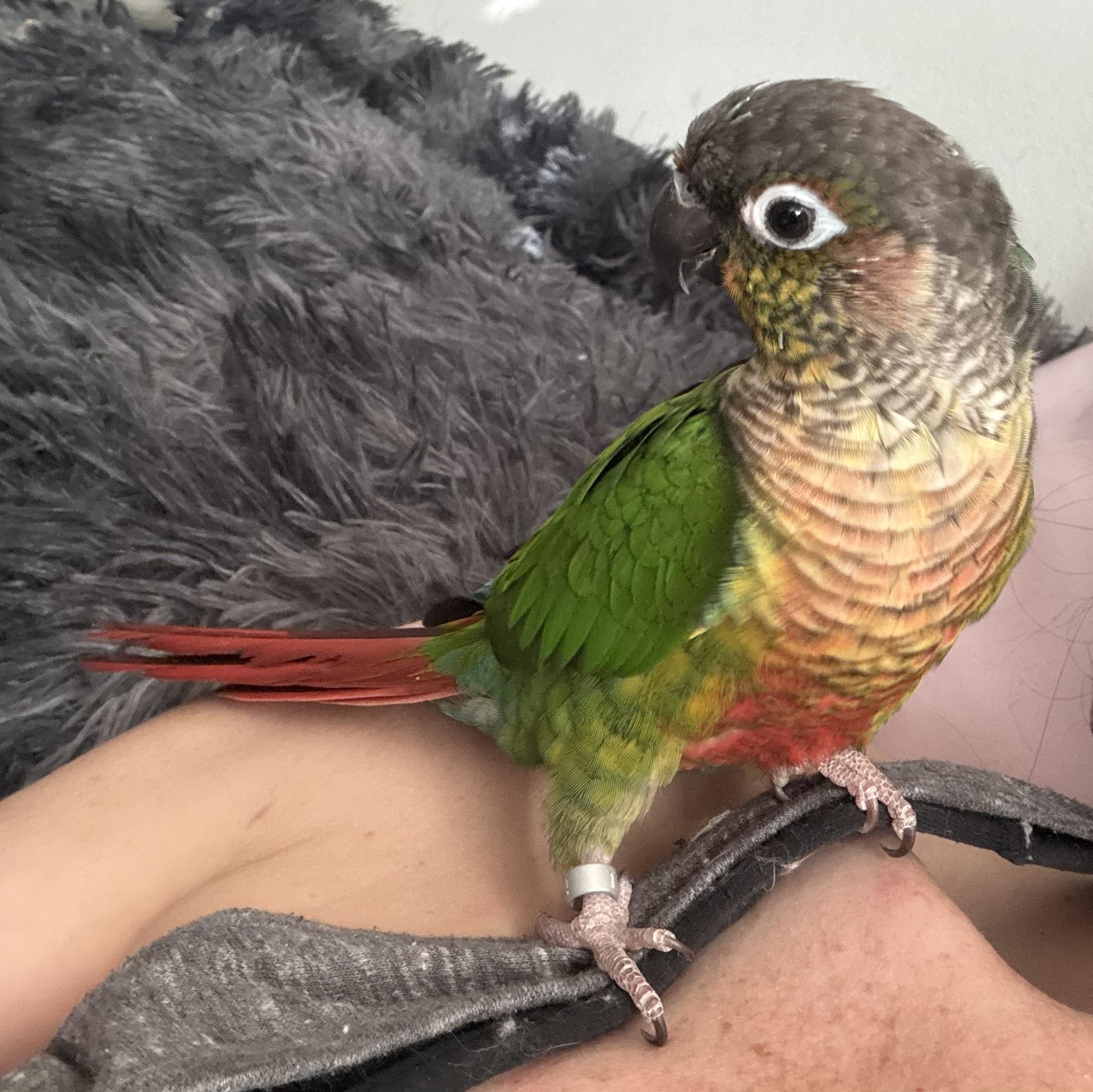 Enlarge Tiki, a ADOPTABLE Conure in CHARLOTTE, NC image 1/1
