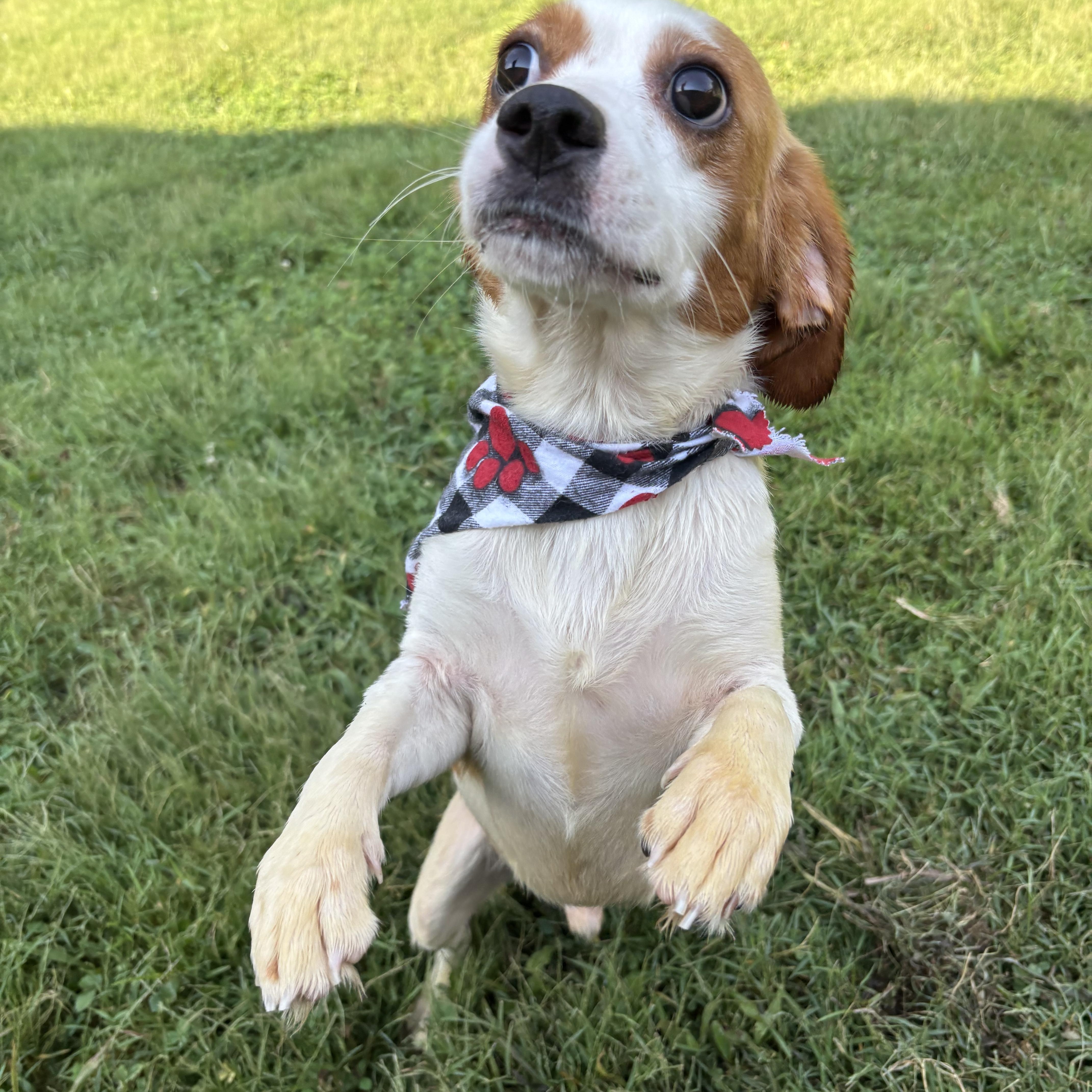 Enlarge Trigger, a Adopted mixed breed in Circleville, OH image 1/3