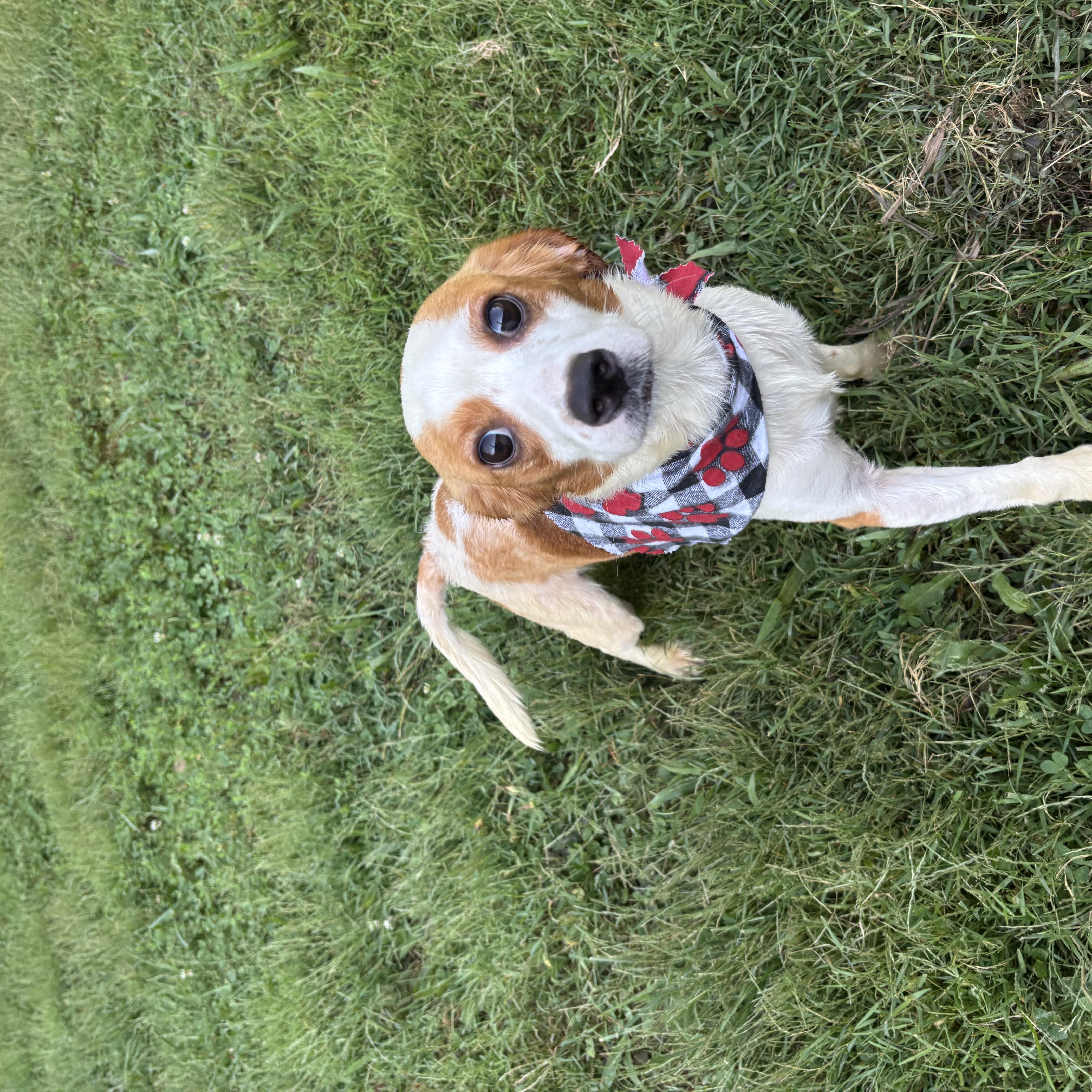 Enlarge Trigger, a Adopted mixed breed in Circleville, OH image 3/3