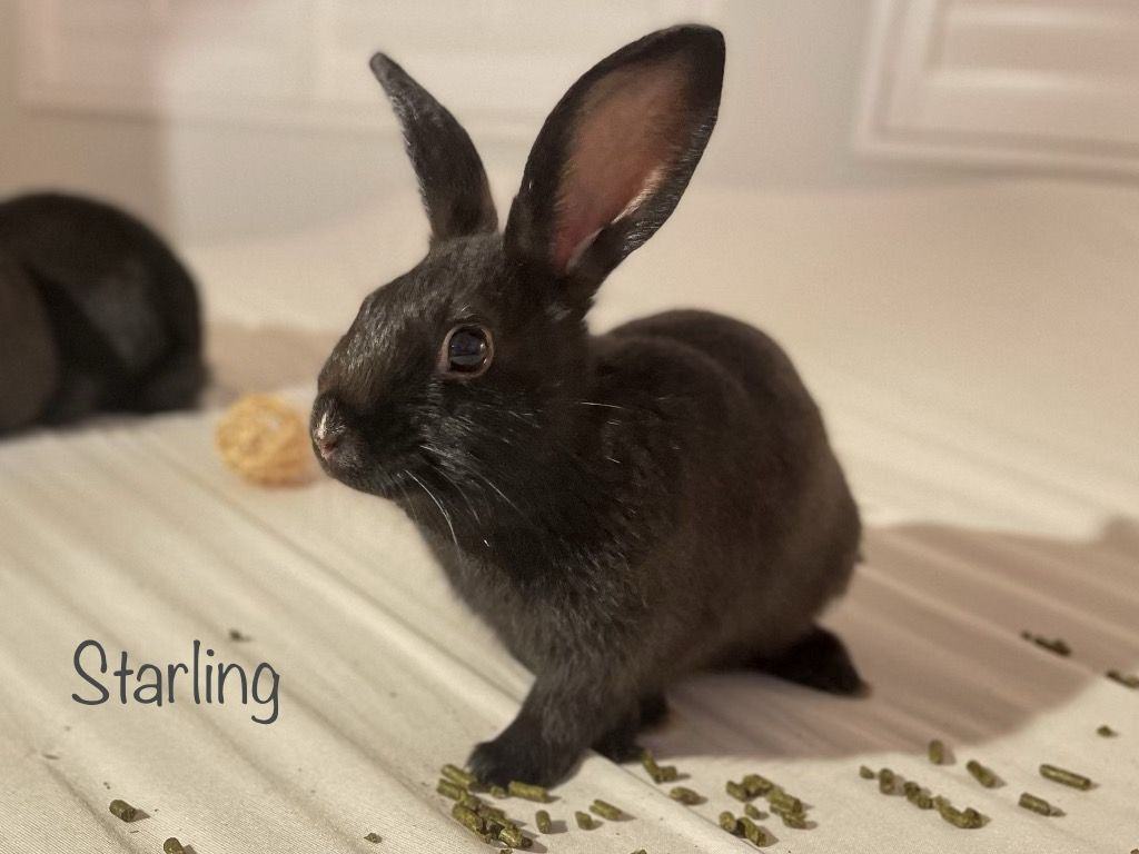 Starling, a Adoptable Bunny Rabbit in Fountain Valley, CA image 1/12
