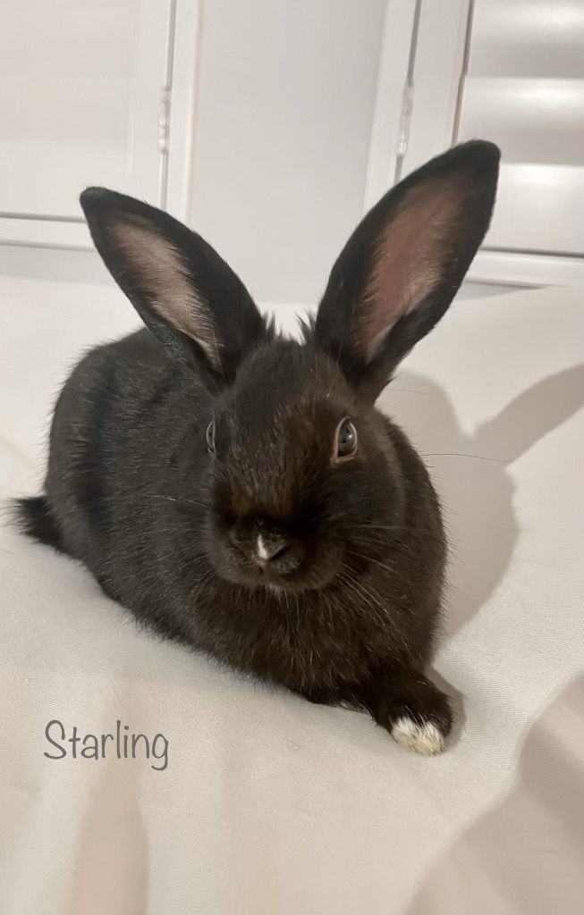 Starling, Young Female Bunny Rabbit