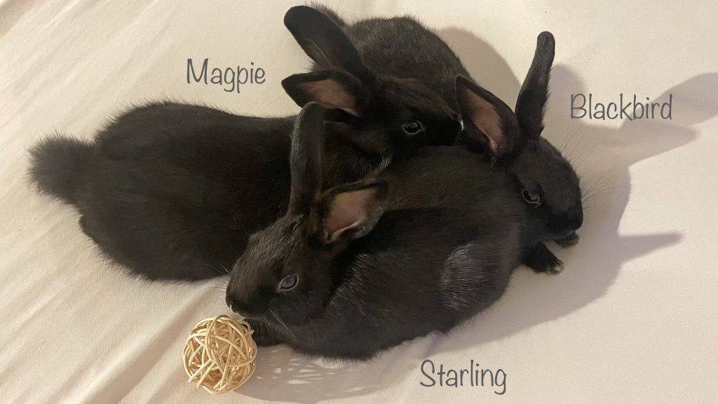 Starling, a Adoptable Bunny Rabbit in Fountain Valley, CA image 3/12