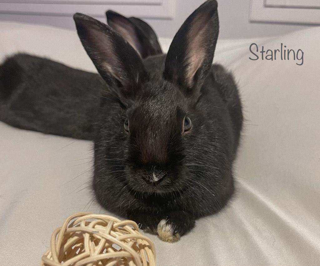 Starling, a Adoptable Bunny Rabbit in Fountain Valley, CA image 4/12