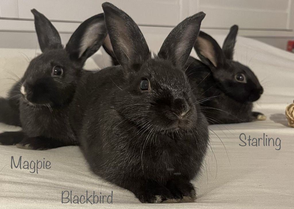 Starling, a Adoptable Bunny Rabbit in Fountain Valley, CA image 5/12