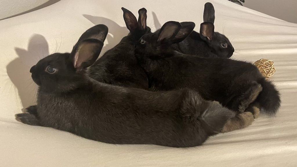 Starling, a Adoptable Bunny Rabbit in Fountain Valley, CA image 6/12