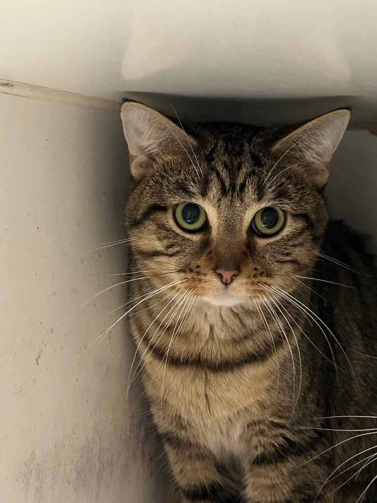 Lock, Adoptable, Adult Male Domestic Short Hair.