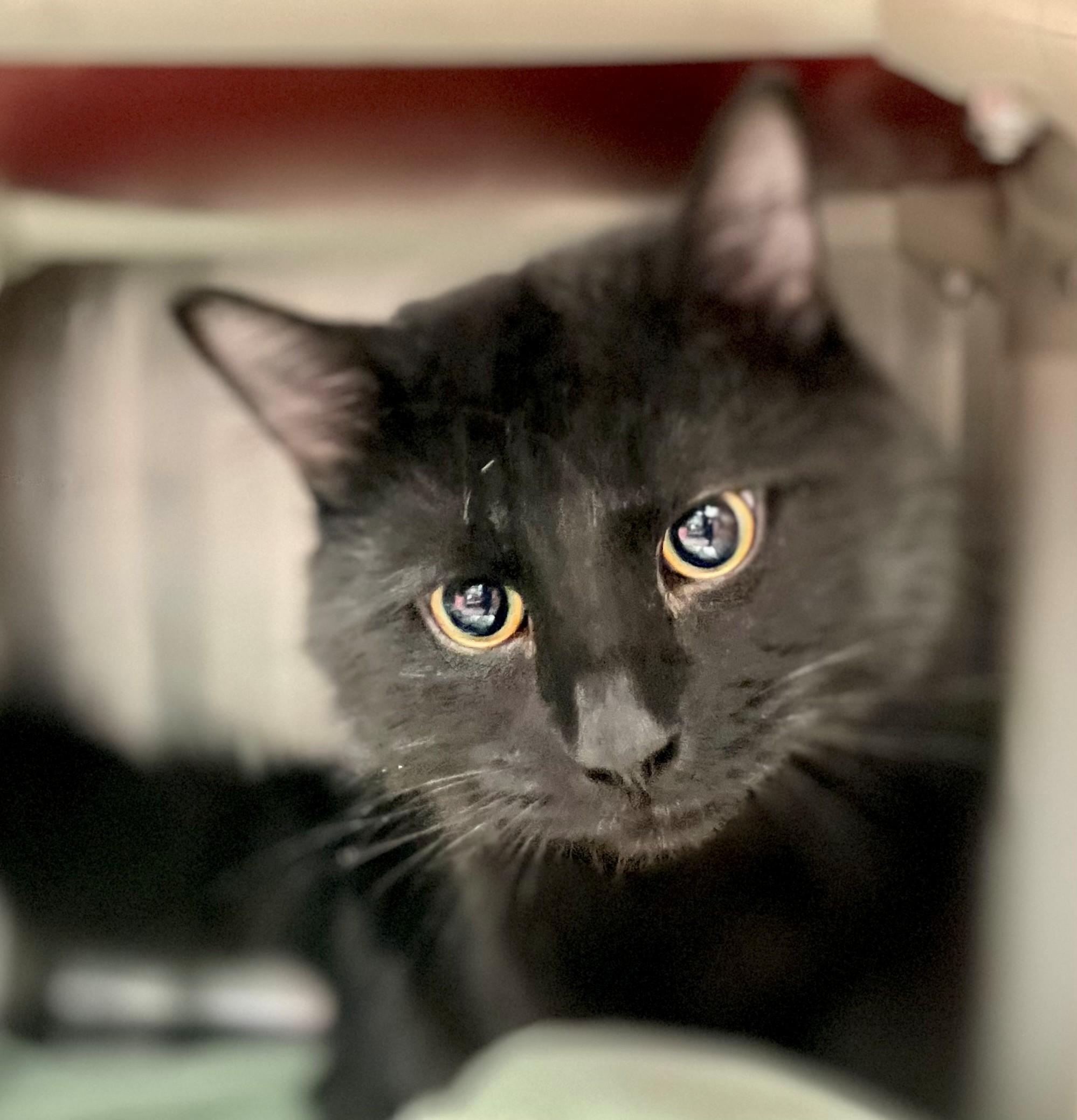 Enlarge Moody, an adopted Domestic Medium Hair in Hamilton, ON image 1/1