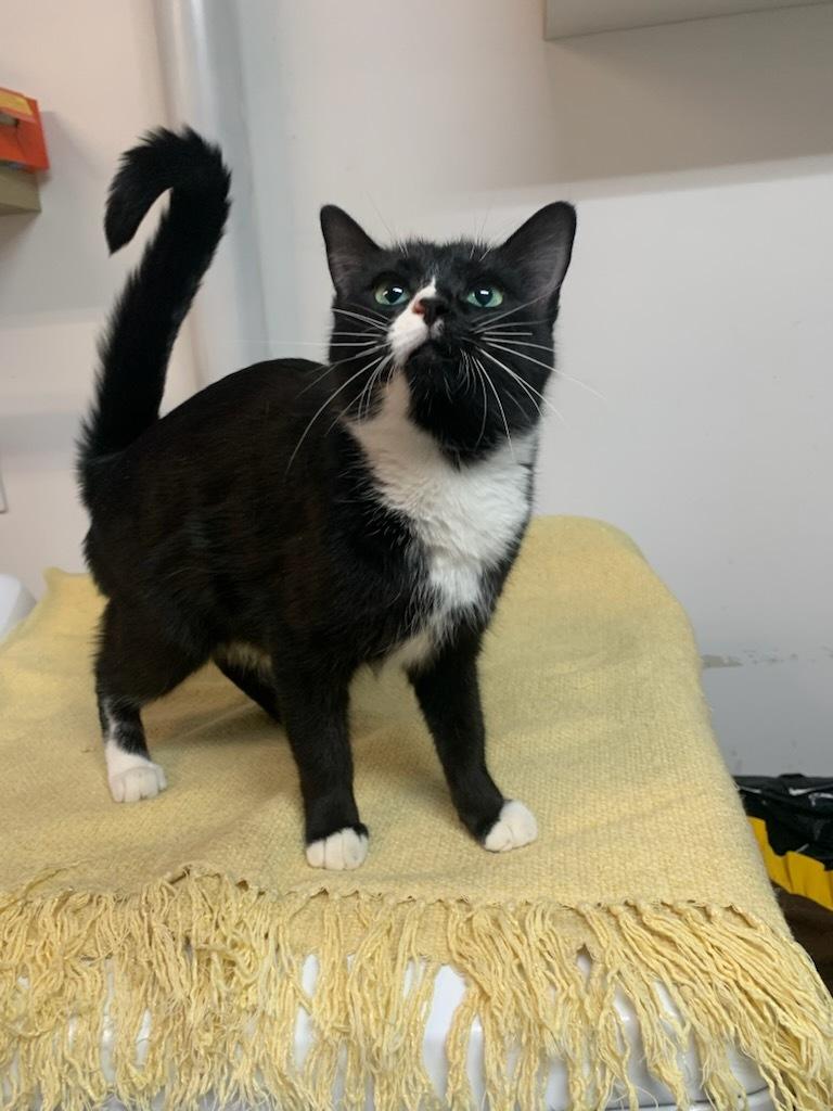 Licorice, an adoptable Domestic Short Hair in wetaskiwin, AB, t9a 2j4 | Photo Image 1