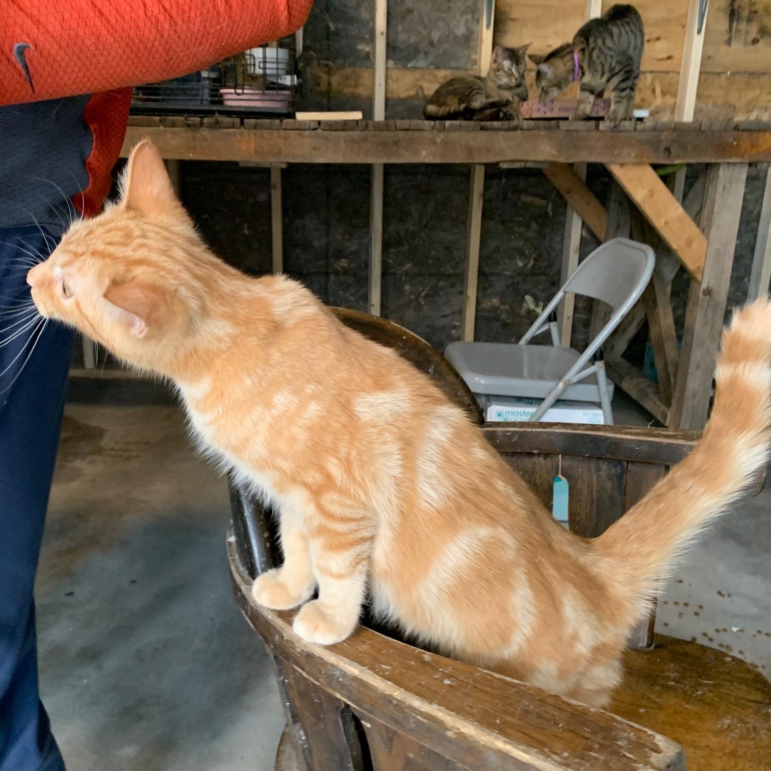 Enlarge Mango, an adopted Domestic Short Hair in Stockholm, WI image 5/6