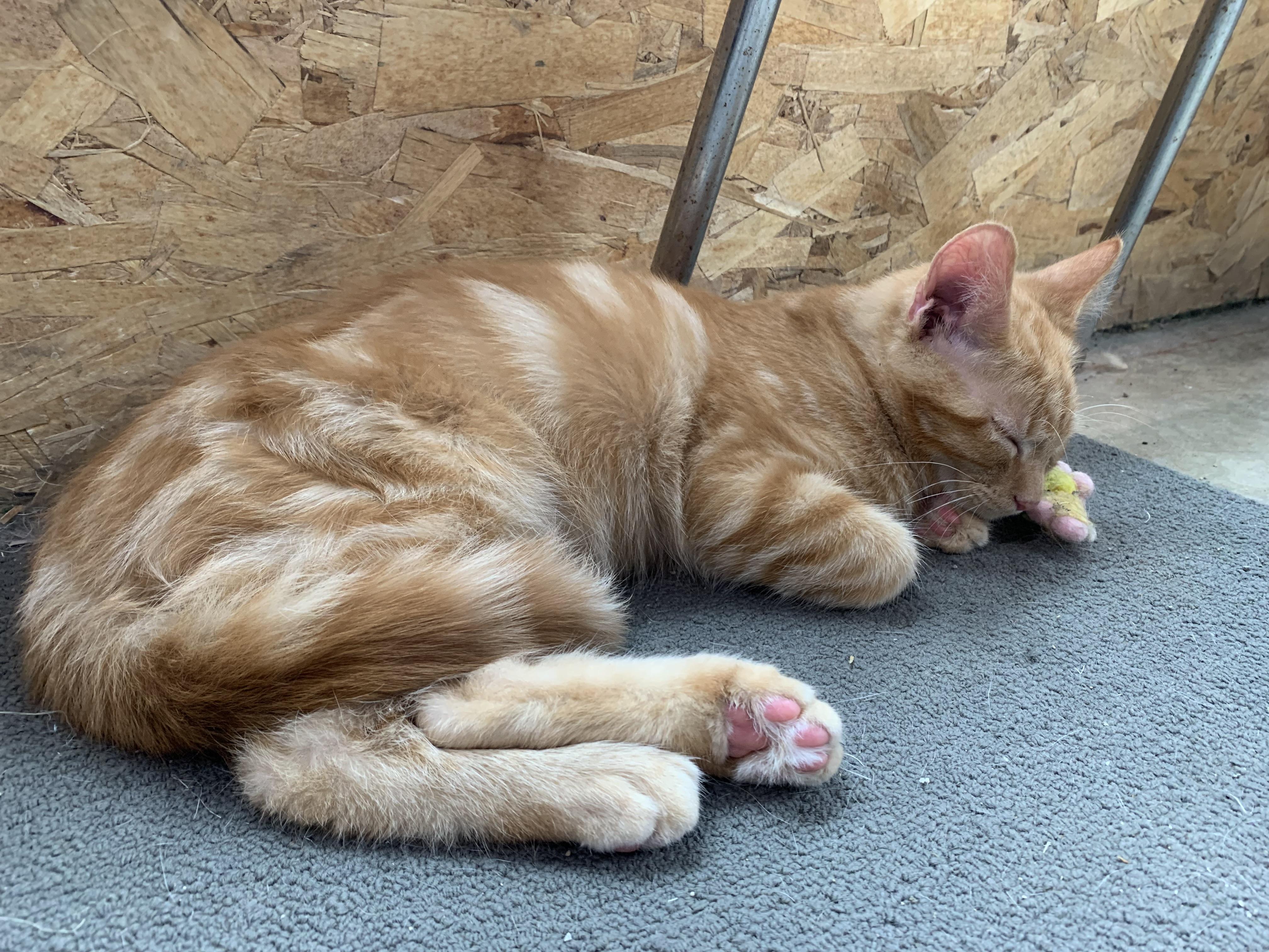 Enlarge Mango, an adopted Domestic Short Hair in Stockholm, WI image 3/6