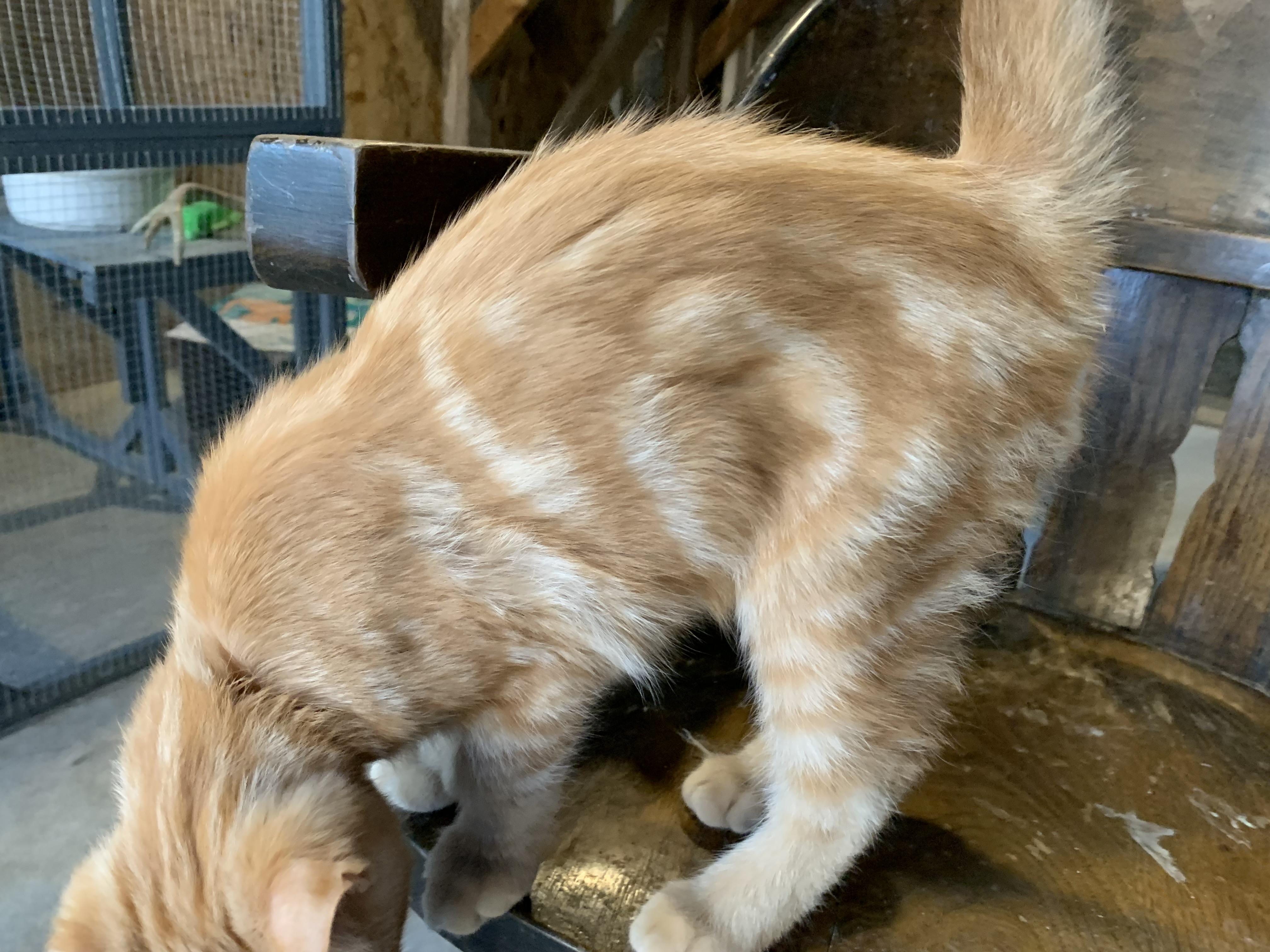 Enlarge Mango, an adopted Domestic Short Hair in Stockholm, WI image 6/6