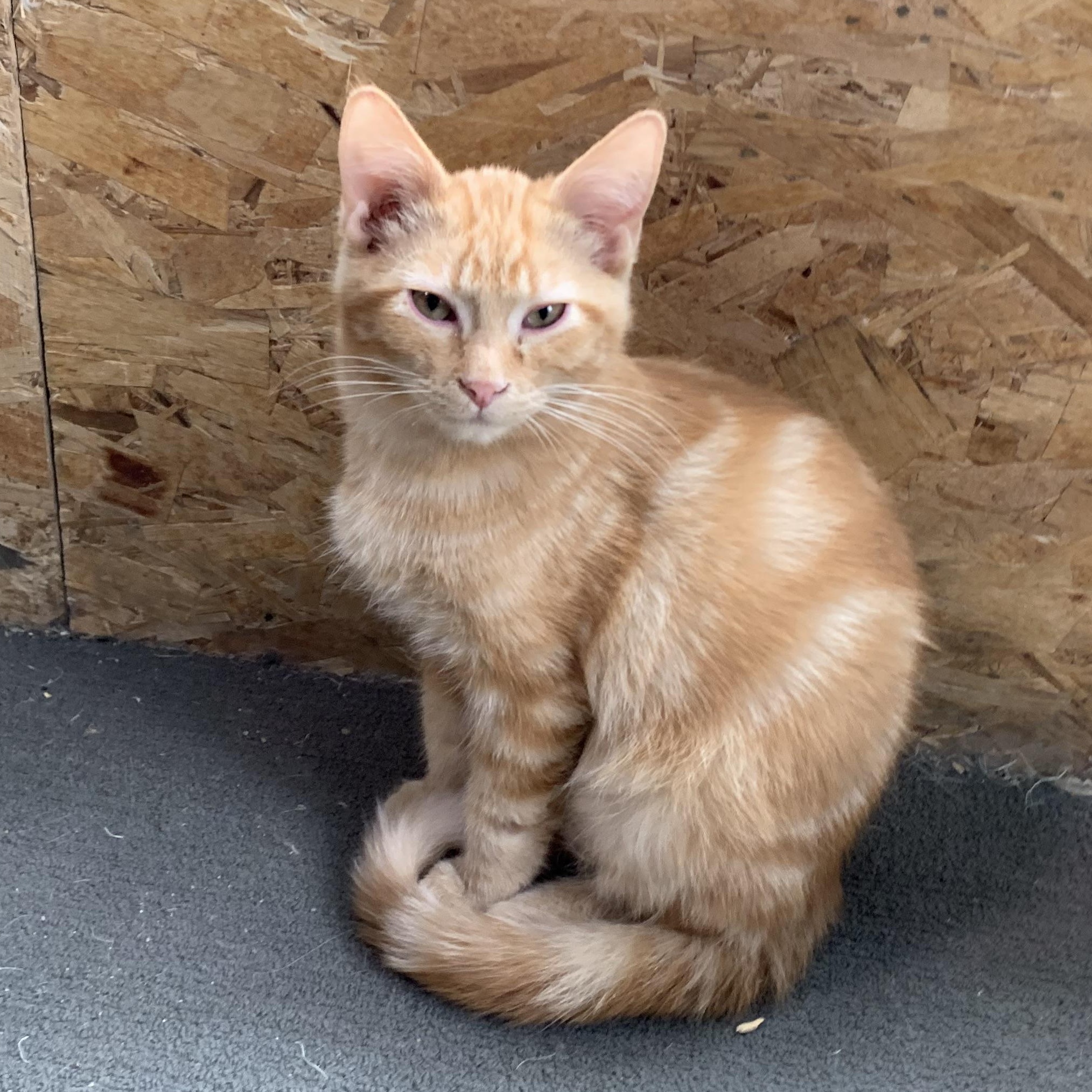 Enlarge Mango, an adopted Domestic Short Hair in Stockholm, WI image 1/6