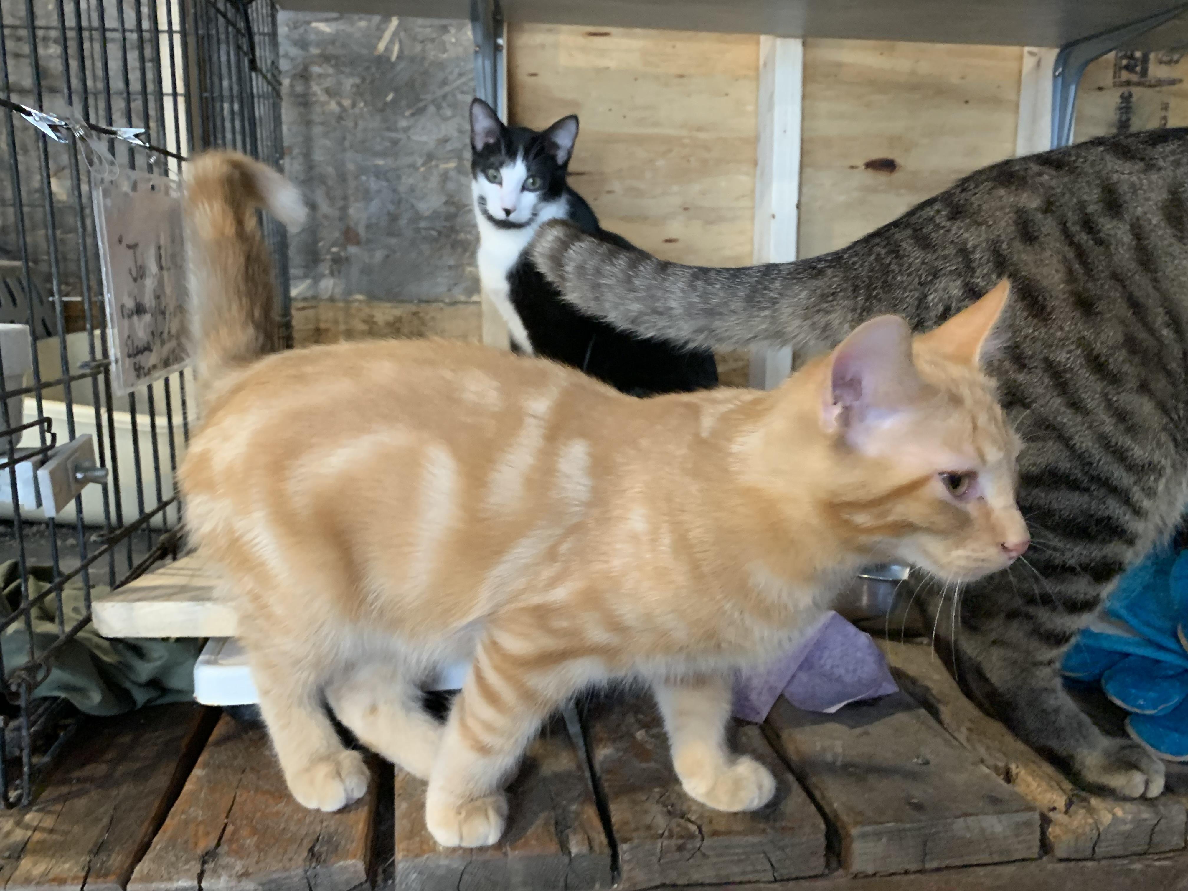 Enlarge Mango, an adopted Domestic Short Hair in Stockholm, WI image 2/6