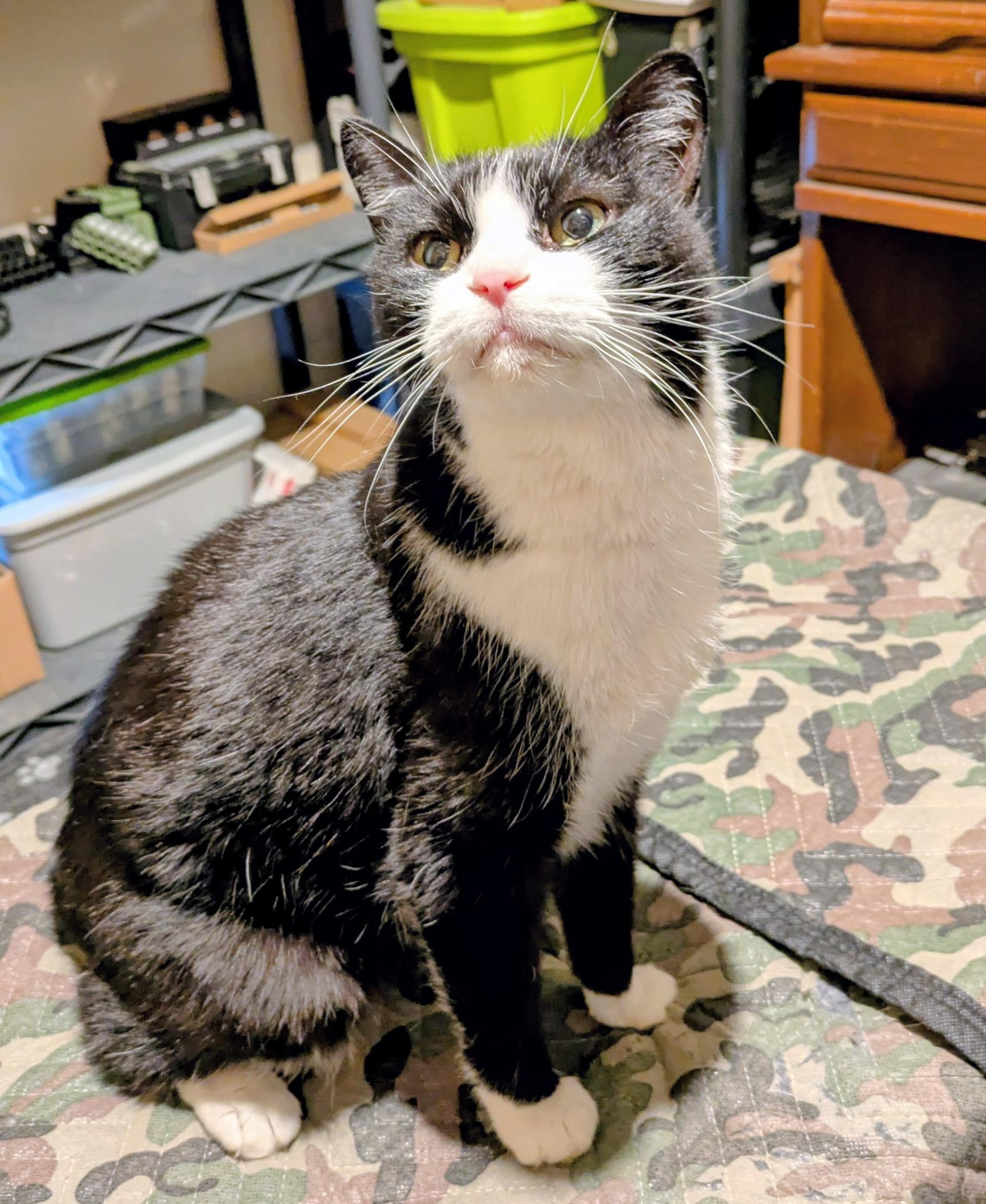 Topper, a ADOPTABLE Domestic Short Hair in Highland, IN image 1/2
