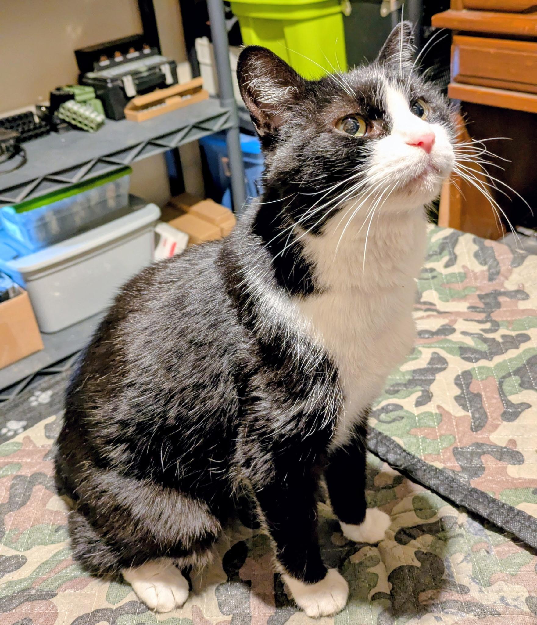 Topper, a ADOPTABLE Domestic Short Hair in Highland, IN image 2/2
