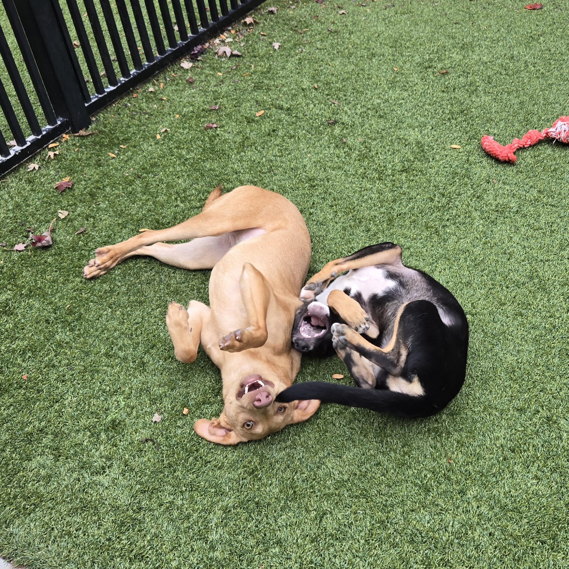 Thumper, a Adoptable mixed breed in Naperville, IL image 4/5