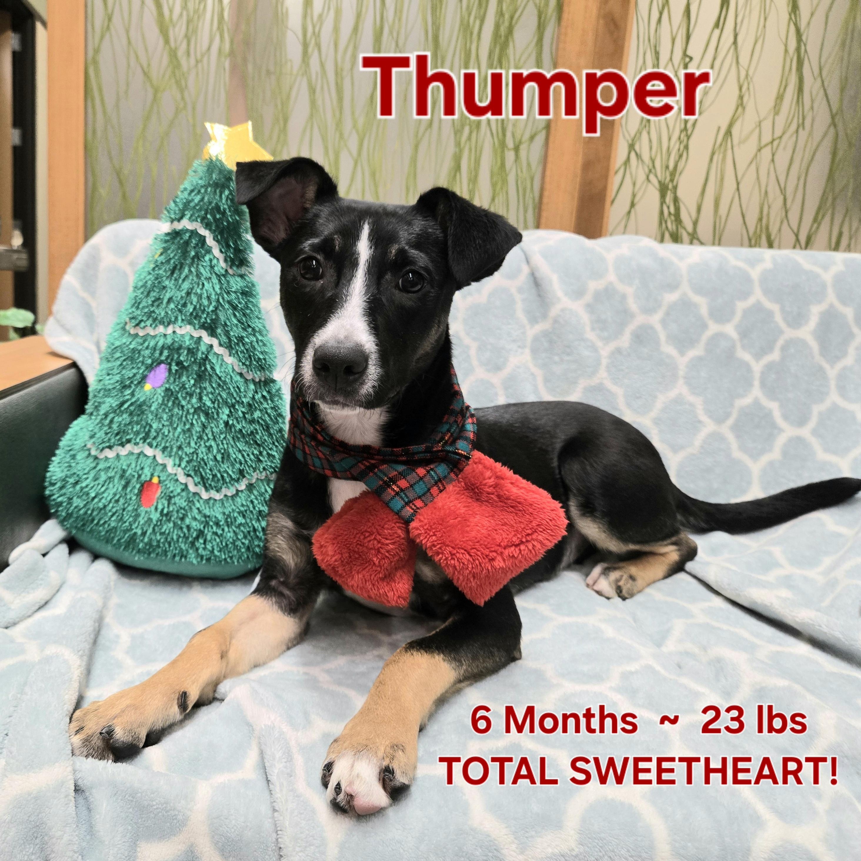 Thumper, a Adoptable mixed breed in Naperville, IL image 1/5