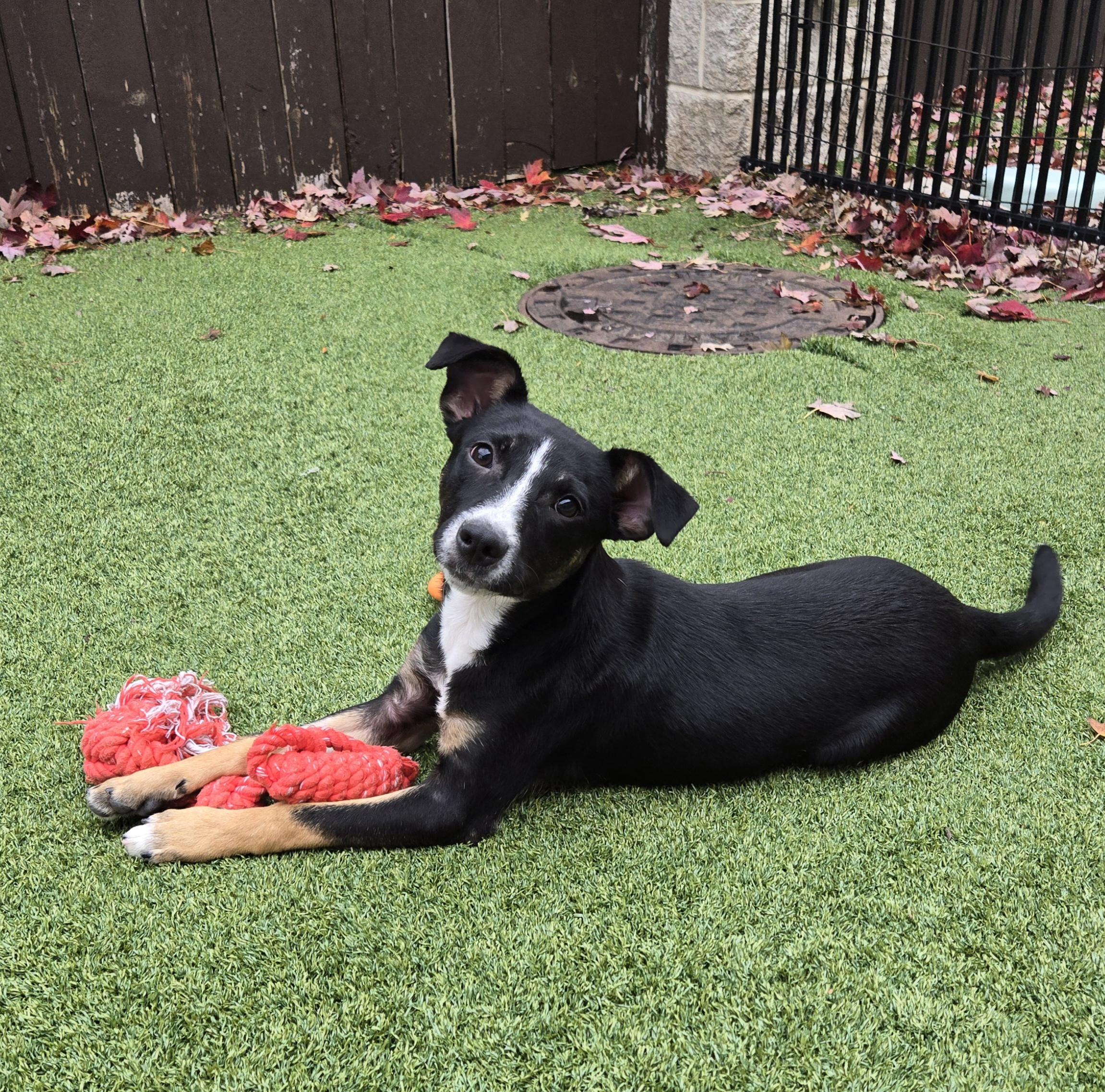 Thumper, a Adoptable mixed breed in Naperville, IL image 5/5