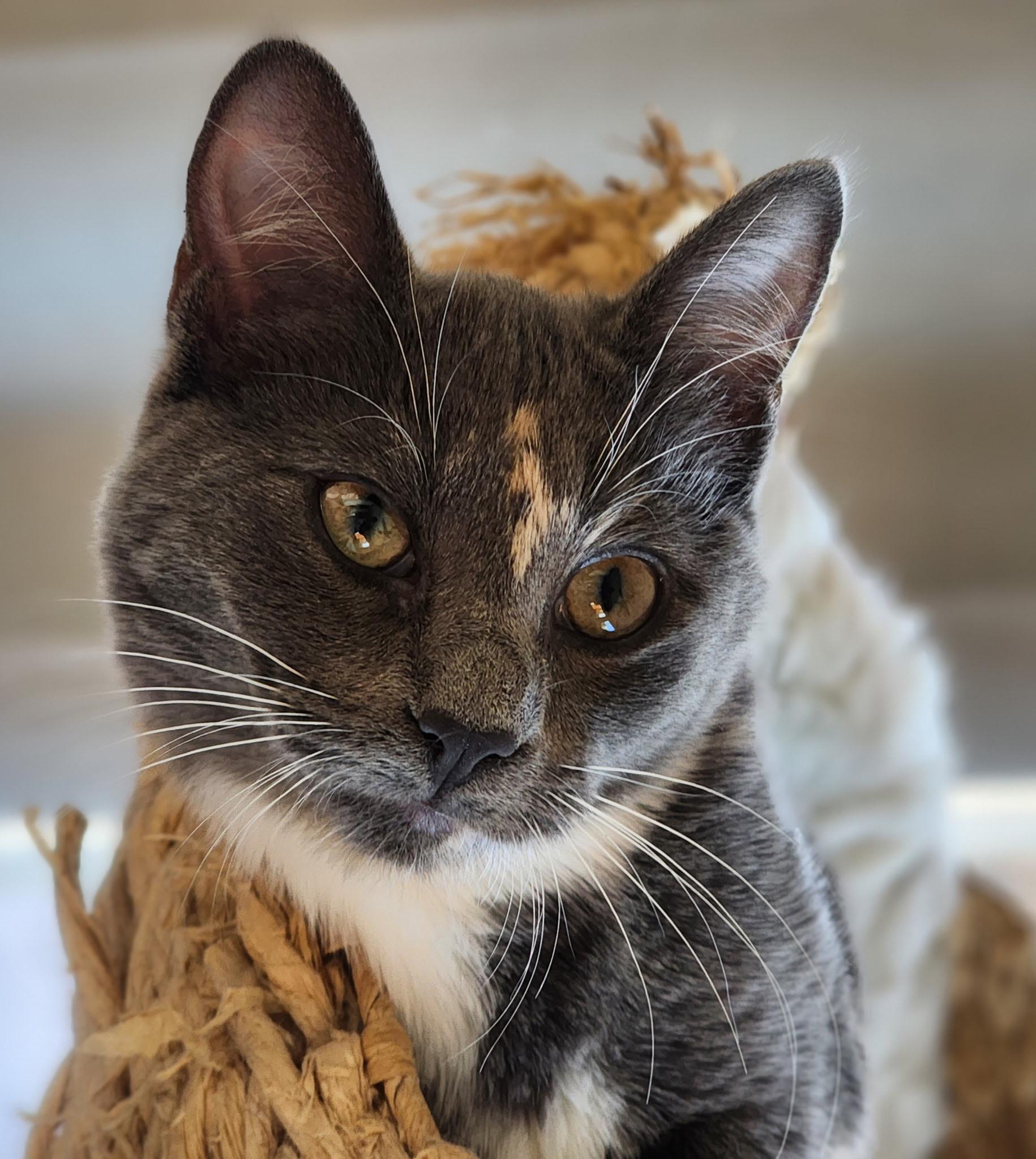 LaLa, Adoptable, Adult Female Domestic Short Hair.
