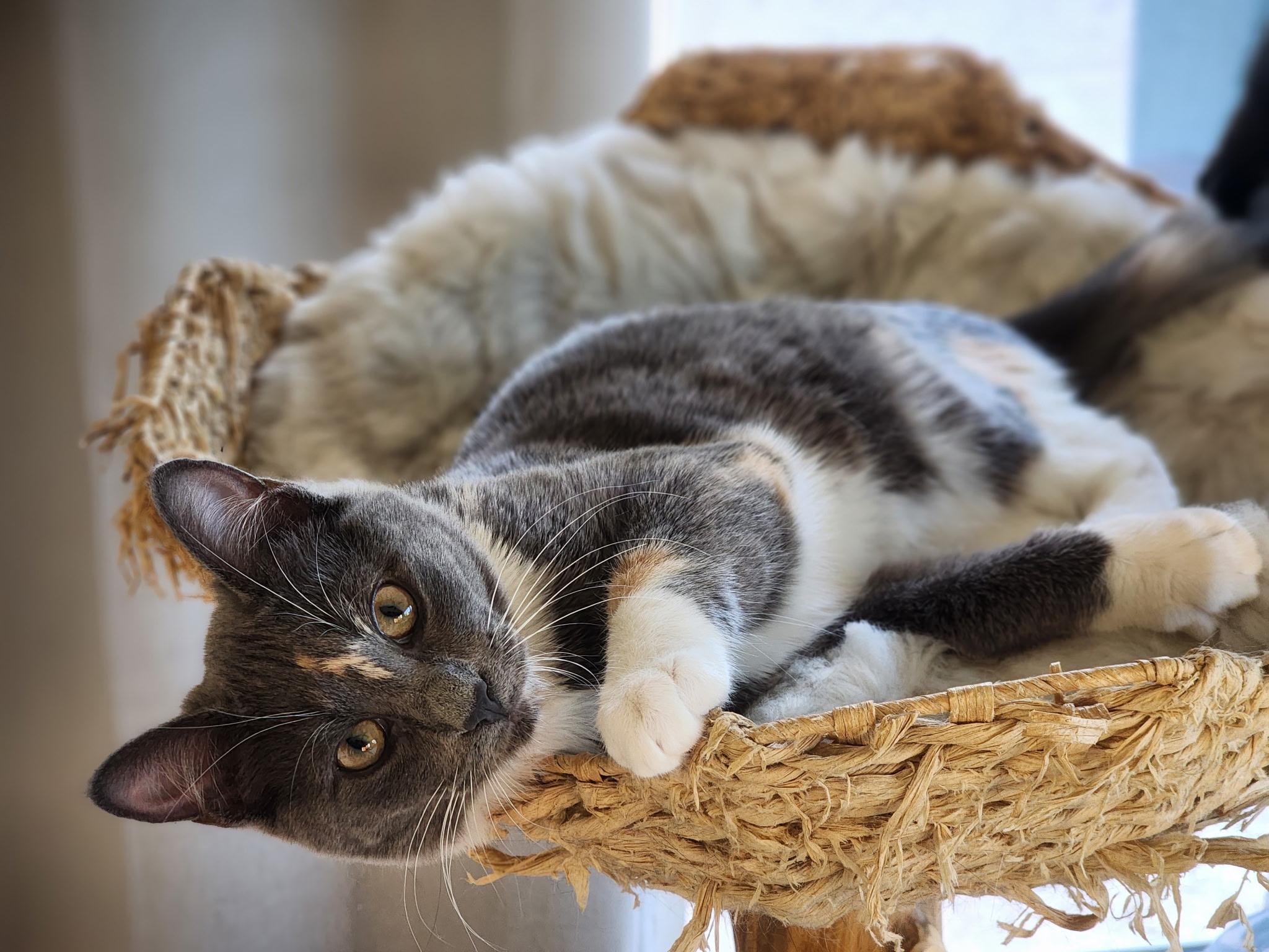 Enlarge LaLa, a Adoptable Domestic Short Hair in Rio Linda, CA image 2/2