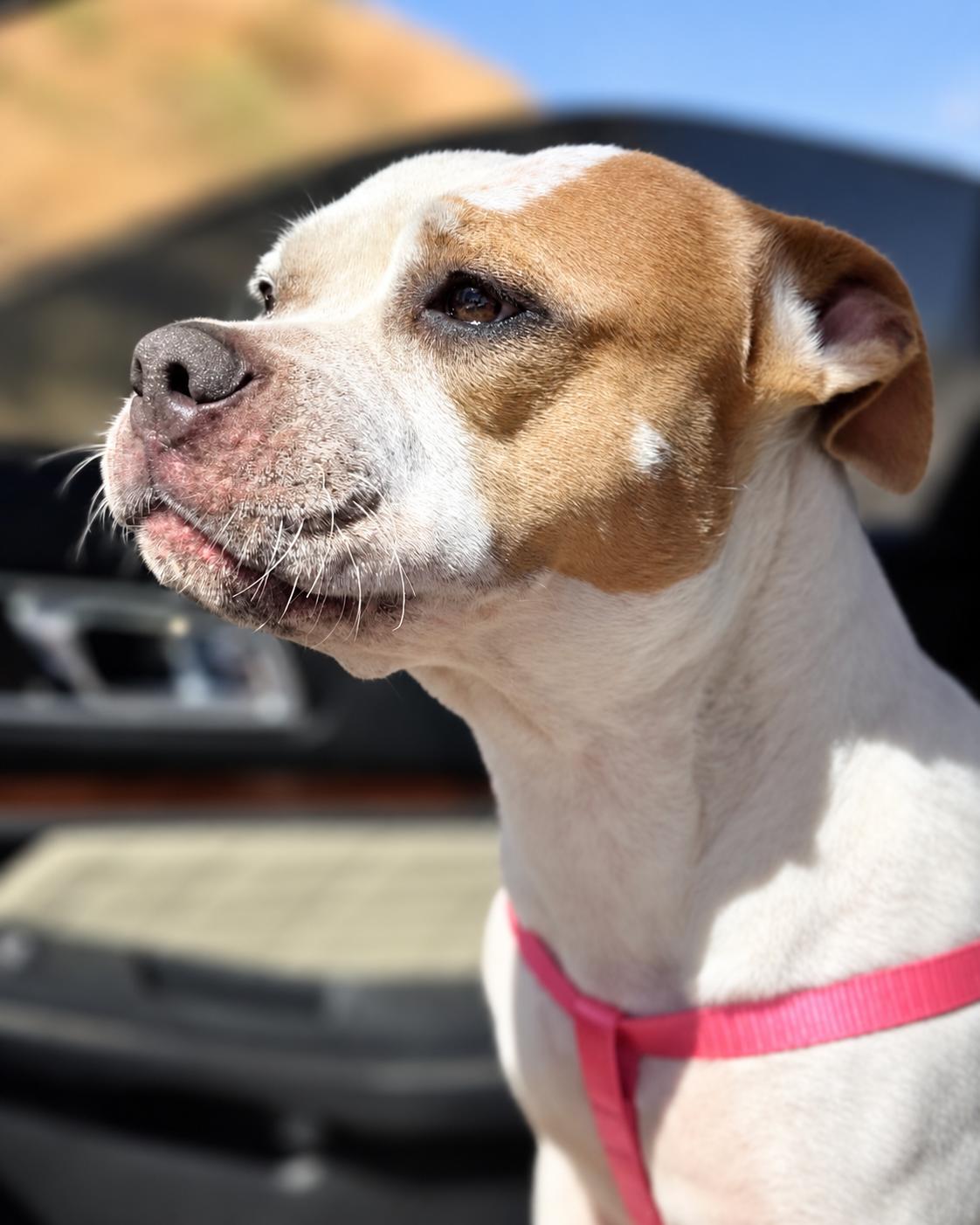 Enlarge Sadie (aka Cuddle Bug), a Adoptable American Bulldog in Valley Village, CA image 3/5