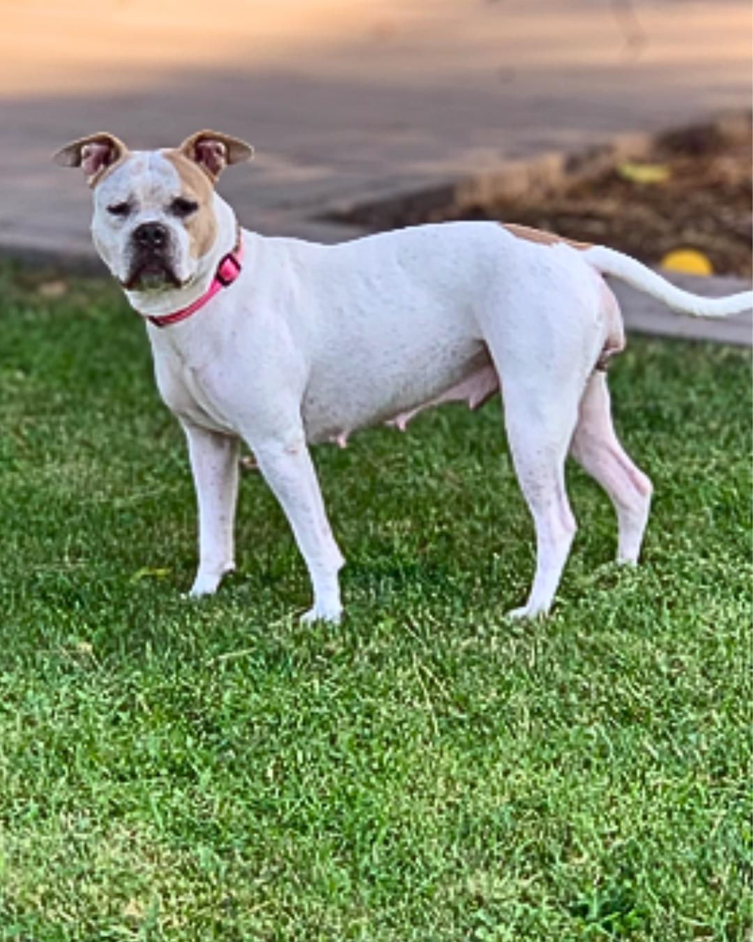 Enlarge Sadie (aka Cuddle Bug), a Adoptable American Bulldog in Valley Village, CA image 4/5