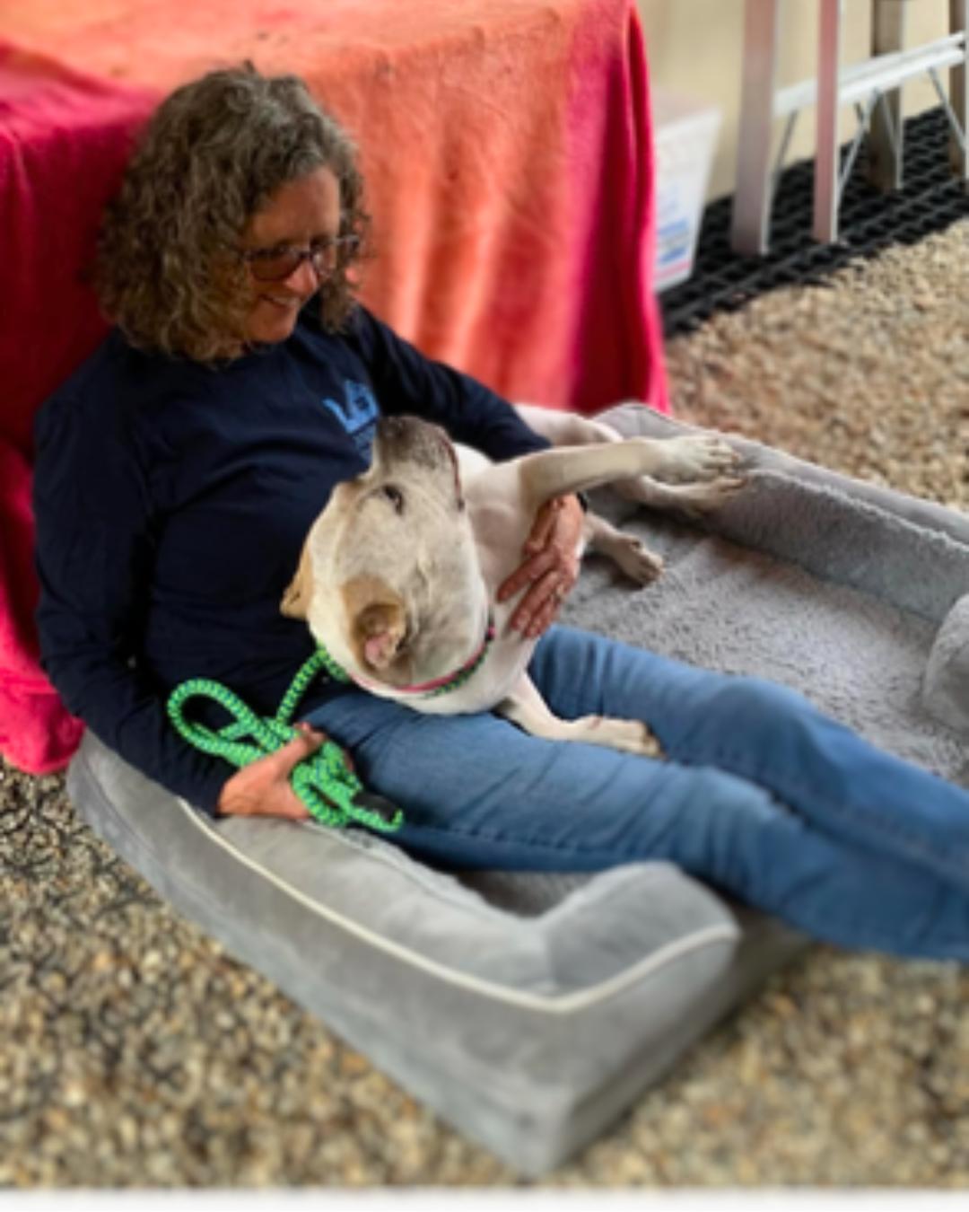 Enlarge Sadie (aka Cuddle Bug), a Adoptable American Bulldog in Valley Village, CA image 5/5