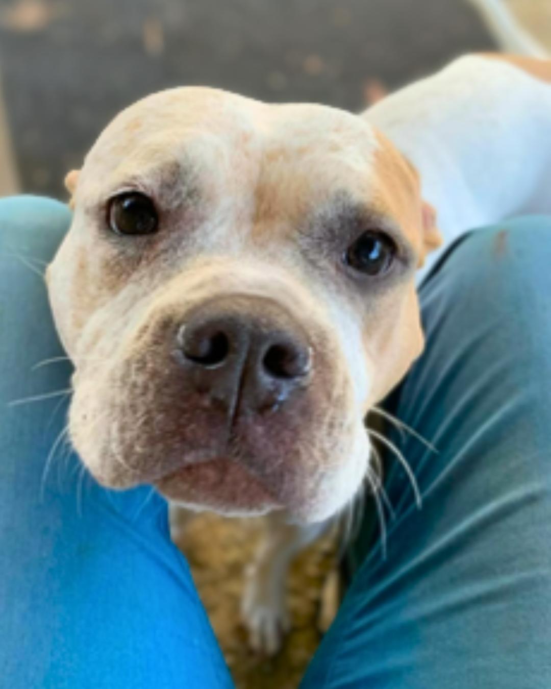 Enlarge Sadie (aka Cuddle Bug), a Adoptable American Bulldog in Valley Village, CA image 2/5