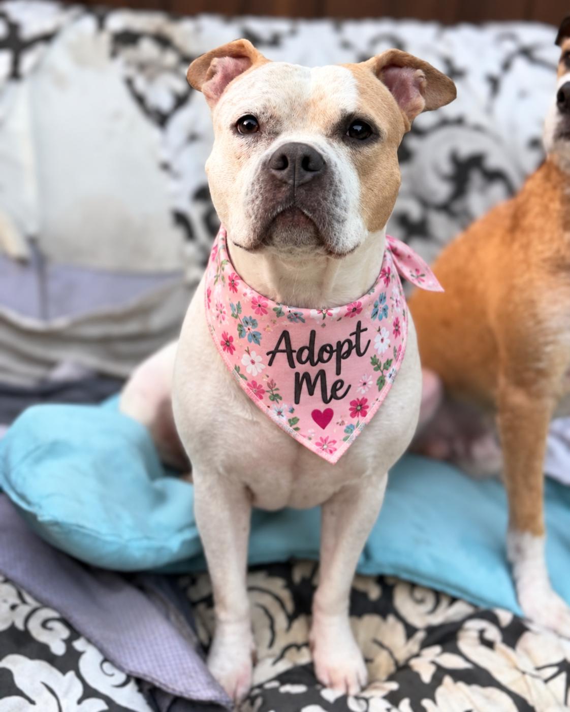 Enlarge Sadie (aka Cuddle Bug), a Adoptable American Bulldog in Valley Village, CA image 1/5