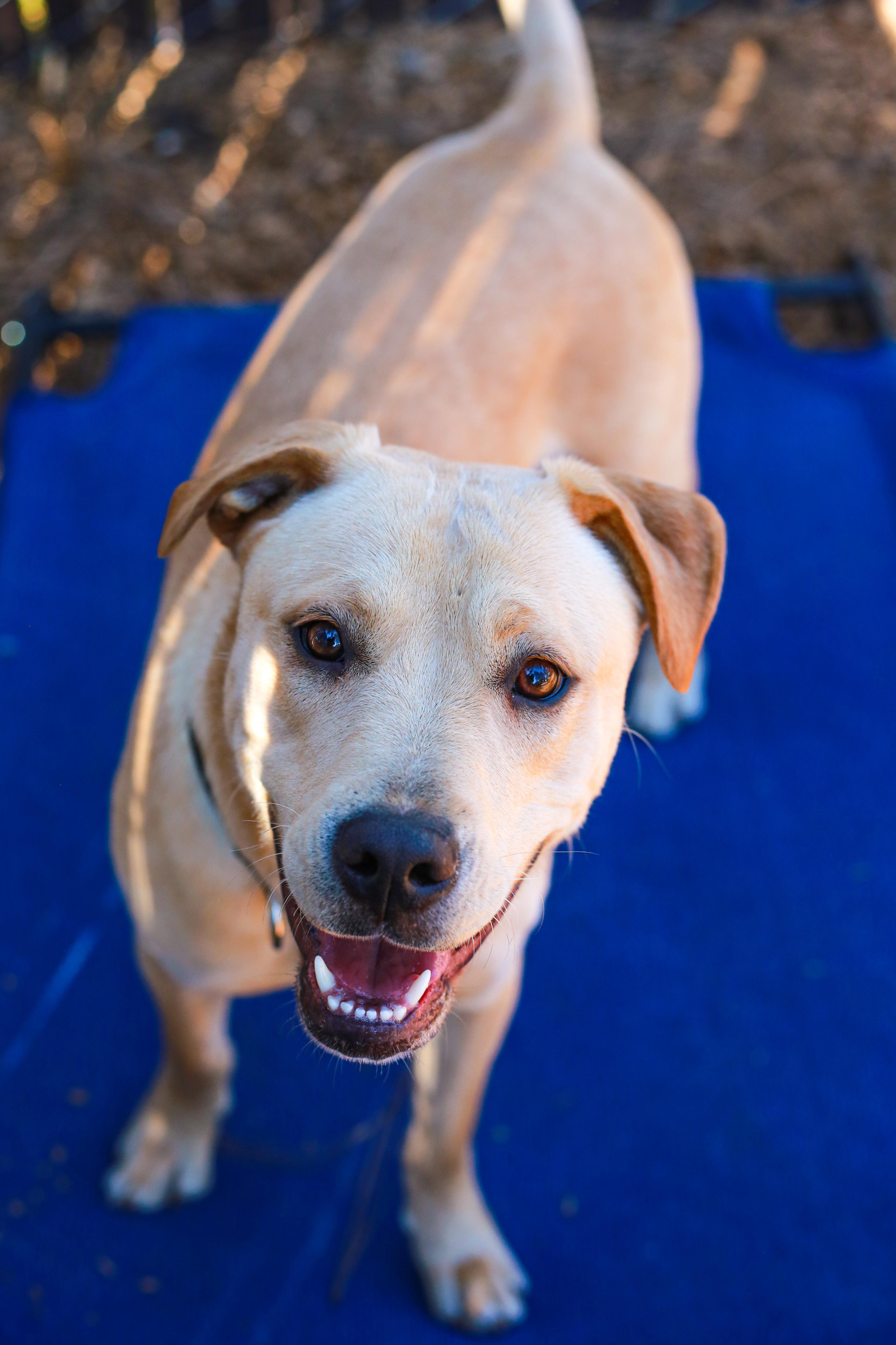 Sophie- fun loving, adoptable, Young Female Yellow Labrador Retriever.
