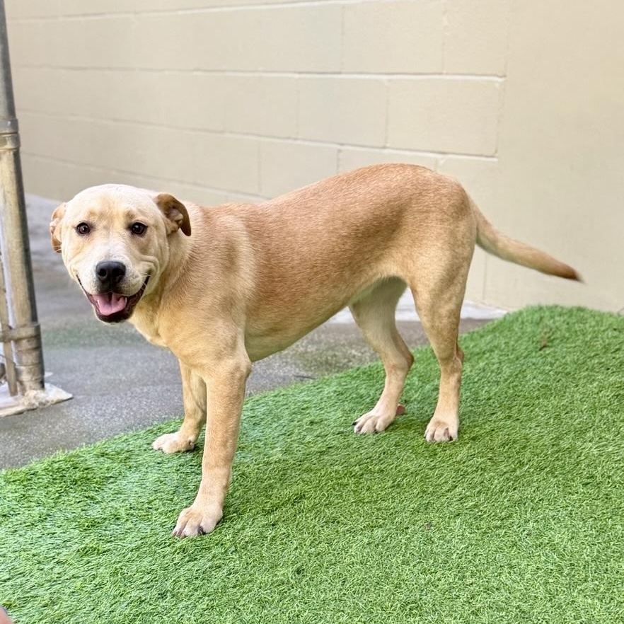 Sophie- fun loving, adoptable, Young Female Yellow Labrador Retriever.