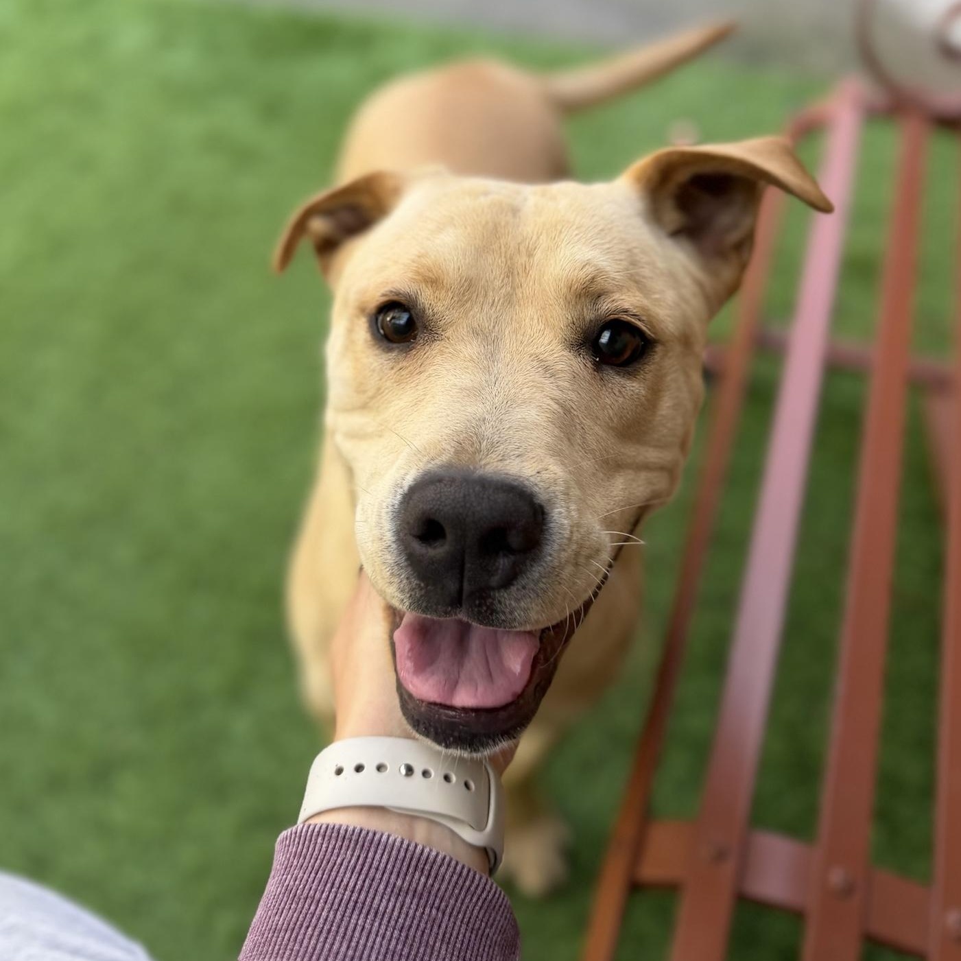 Sophie- fun loving, an adoptable Yellow Labrador Retriever in Grass Valley, CA image 2/3