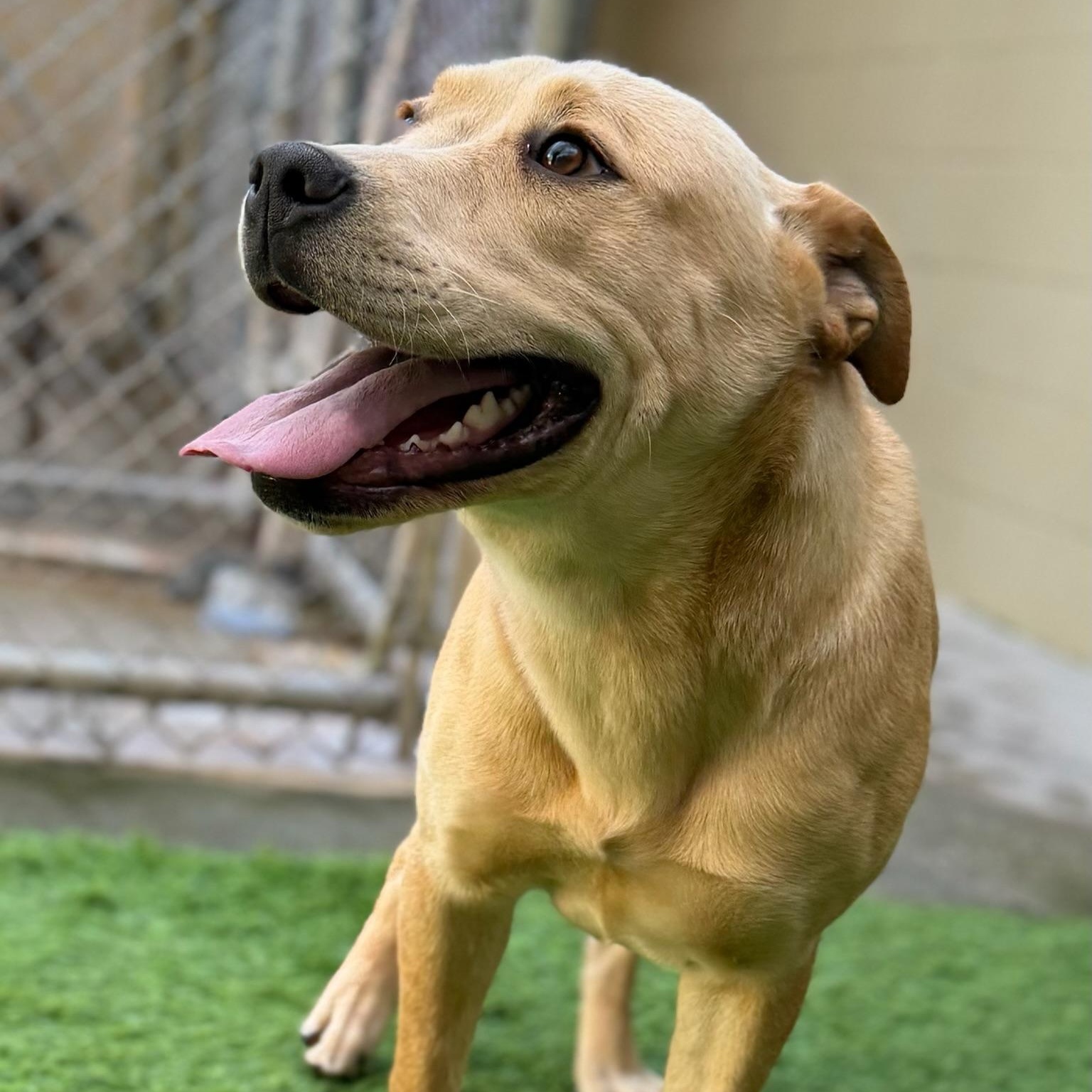 Sophie- fun loving, an adoptable Yellow Labrador Retriever in Grass Valley, CA image 3/3