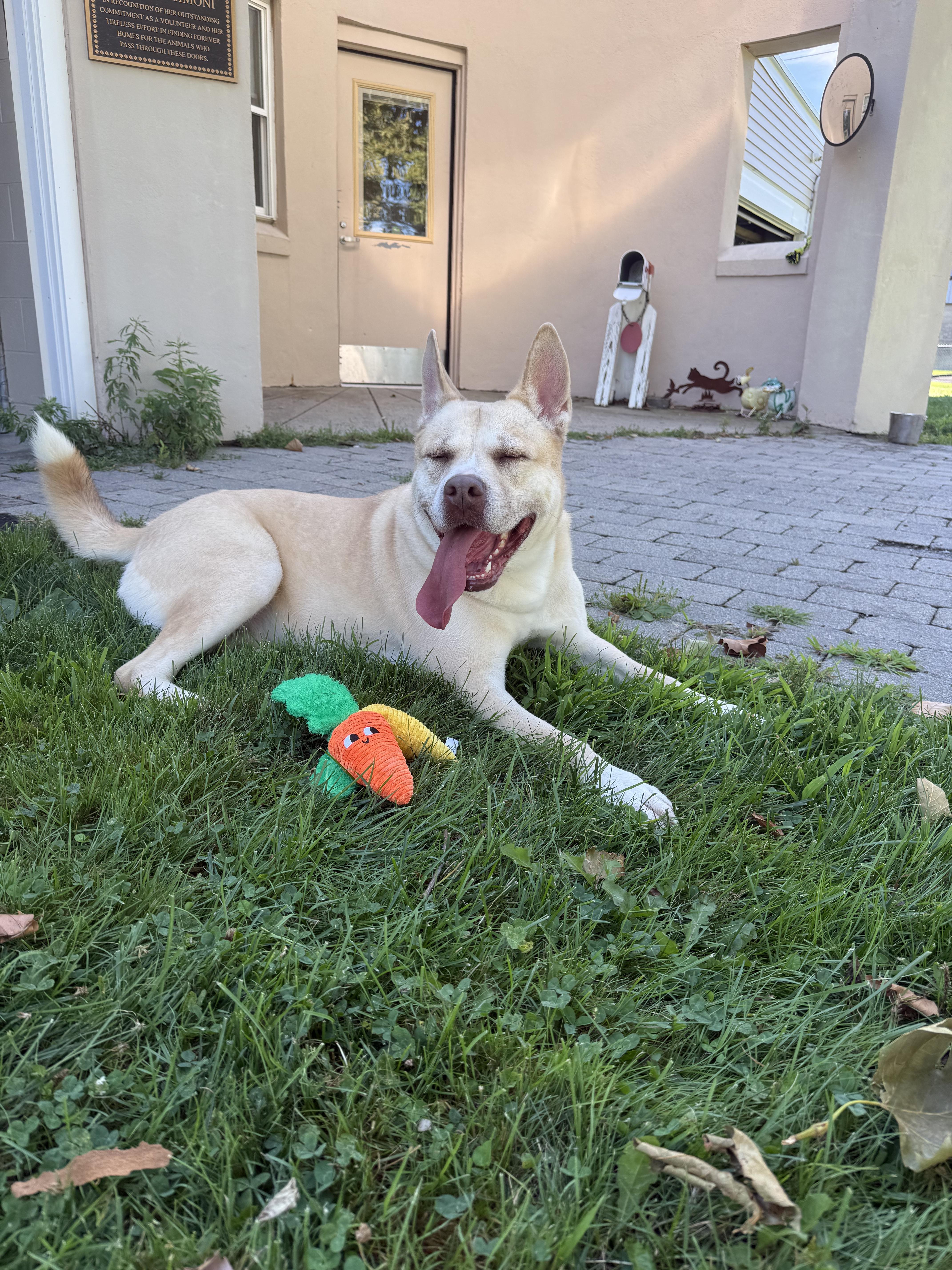 Biggie, ADOPTABLE, Adult Male Husky & American Bully.