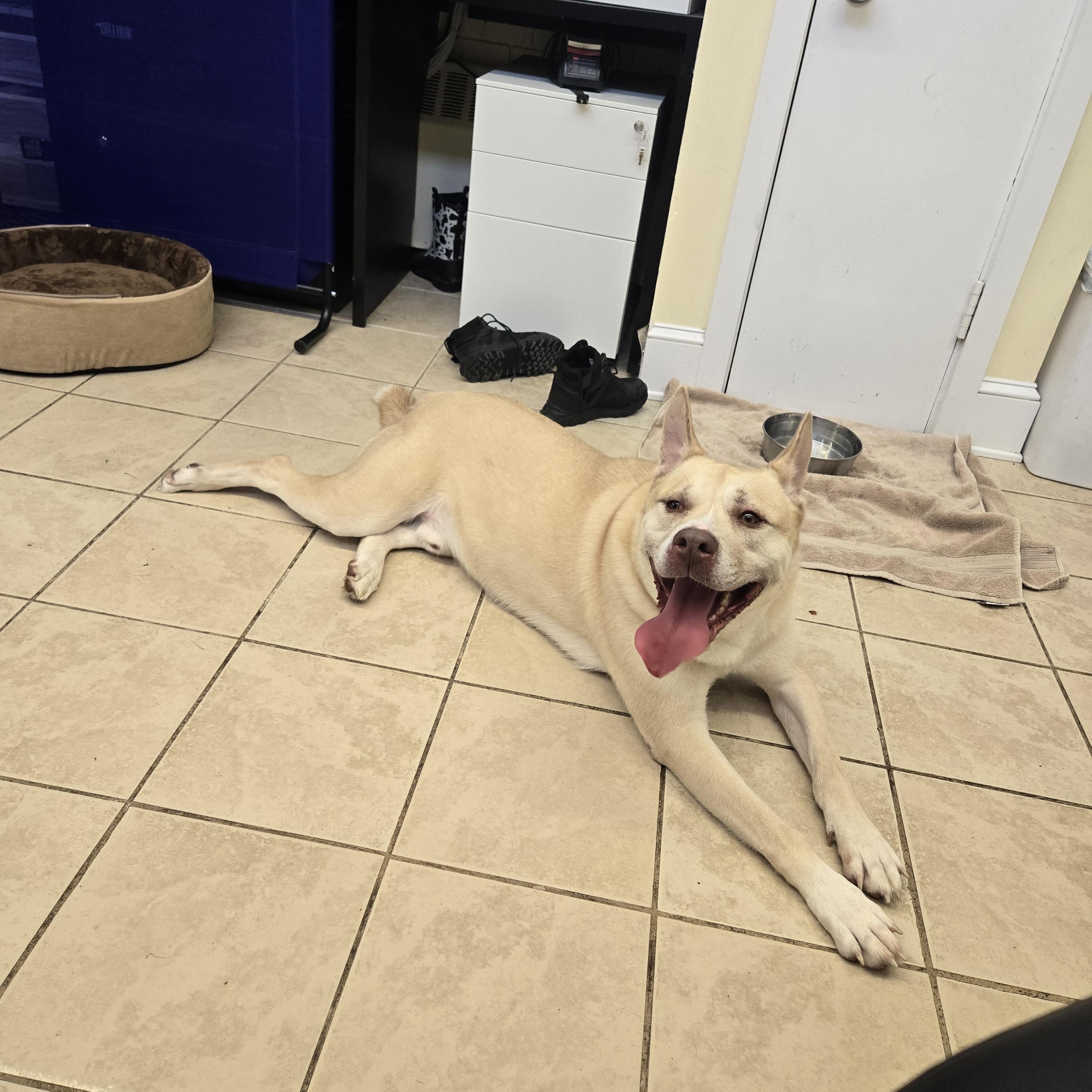 Biggie, a ADOPTABLE mixed breed in East Haven, CT image 6/6