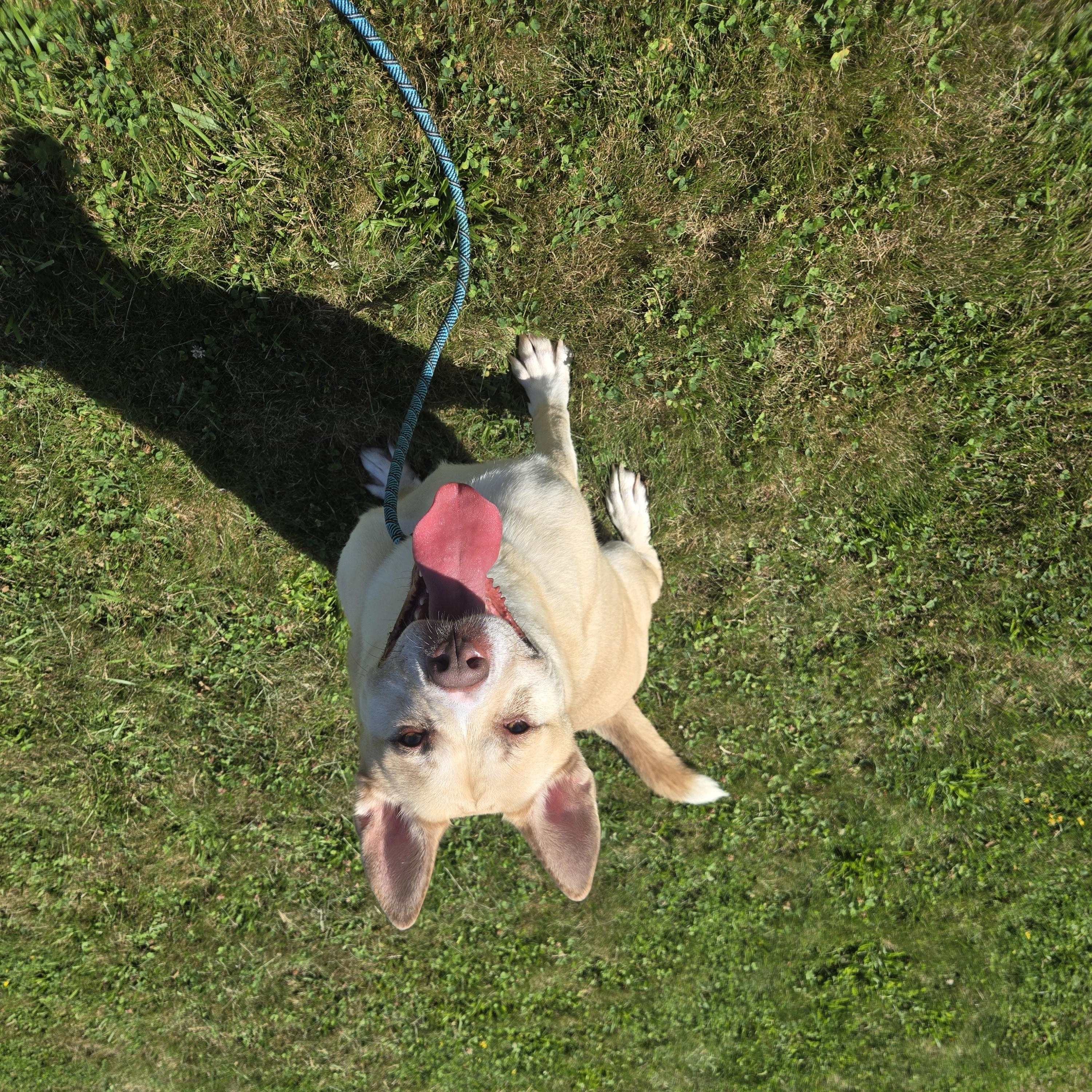 Biggie, a ADOPTABLE mixed breed in East Haven, CT image 4/6