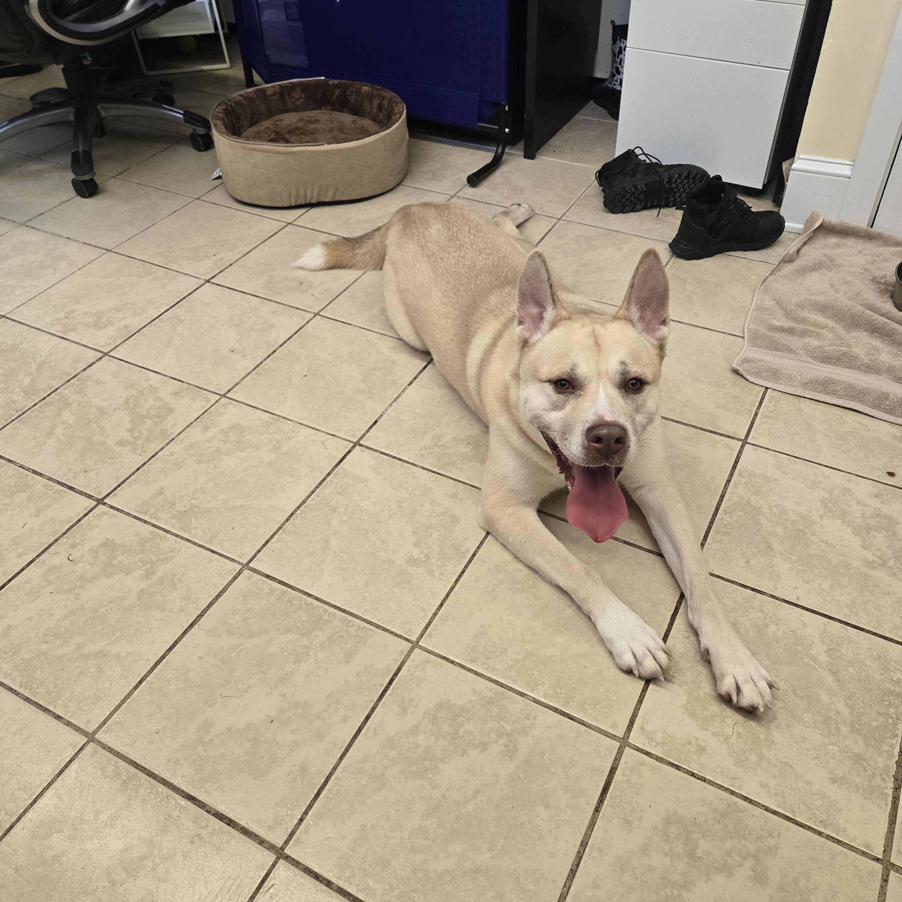 Biggie, a ADOPTABLE mixed breed in East Haven, CT image 5/6