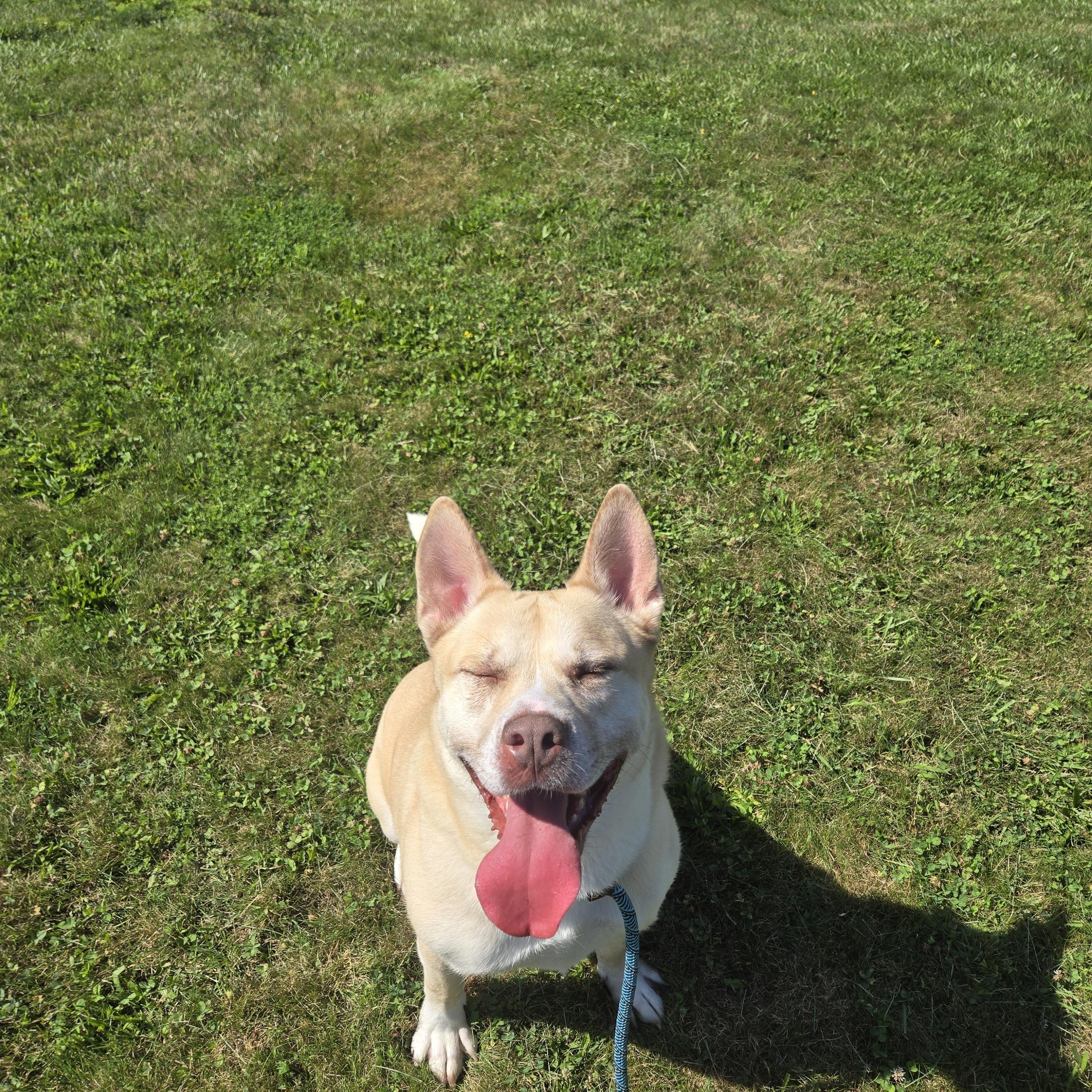 Biggie, a ADOPTABLE mixed breed in East Haven, CT image 2/6