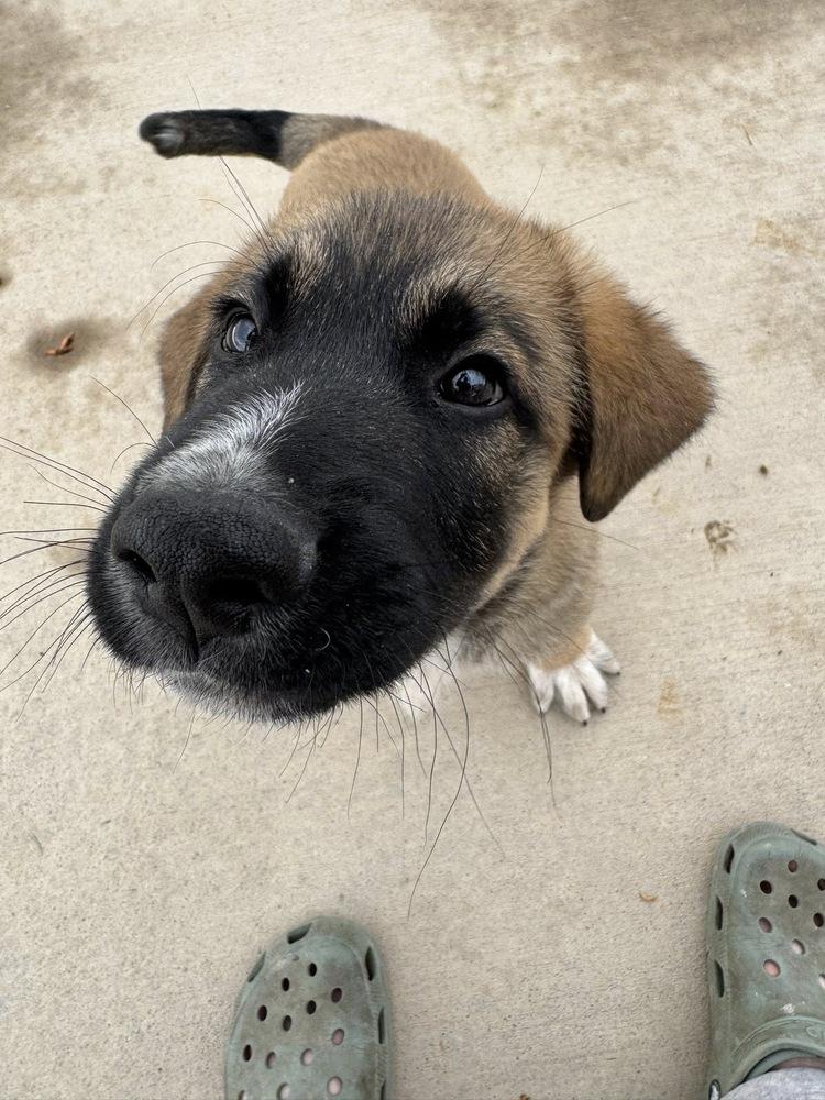 Zane, Adoptable, Puppy Male German Shepherd Dog.