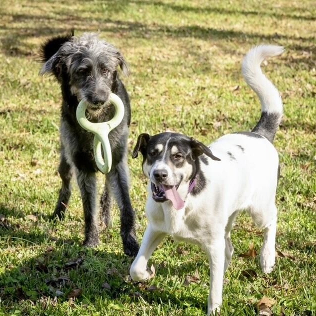 Bo Grogan Stop Scrolling Look At The Mohawk