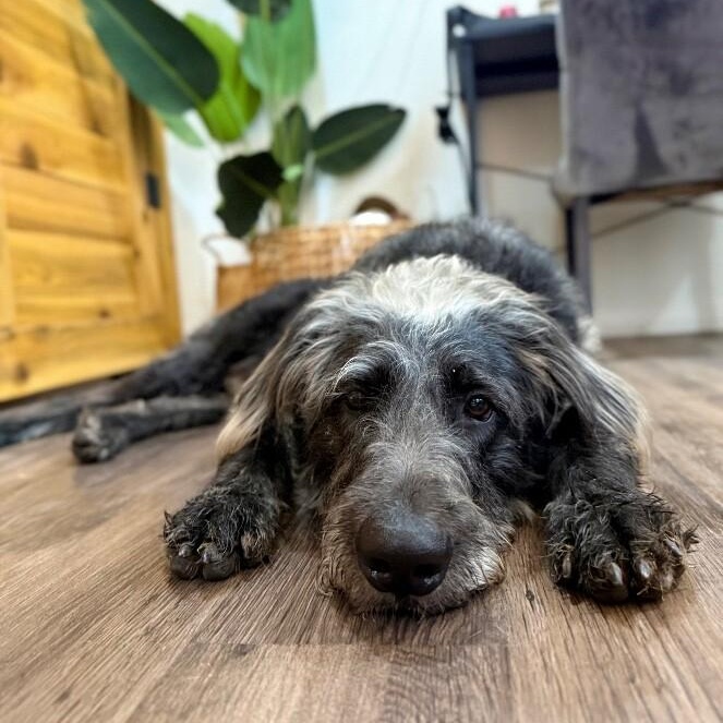 Bo Grogan Stop Scrolling Look At The Mohawk — thumbnail 2