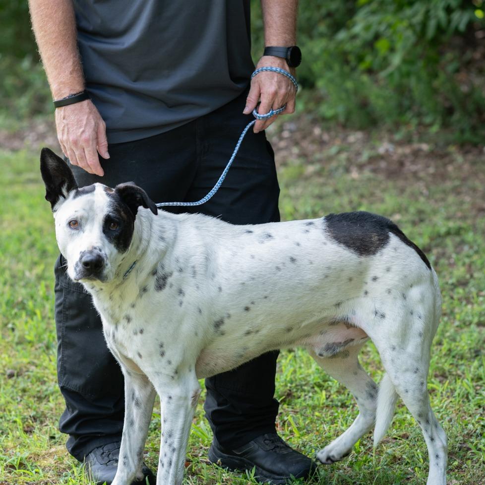 Enlarge LUTHER-29997, a Adoptable mixed breed in Bartlett, TN image 1/2