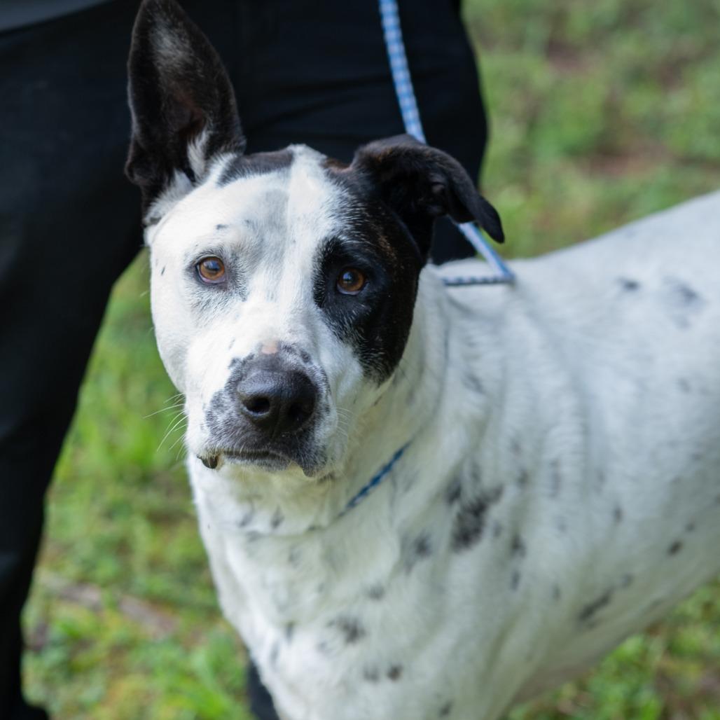 Enlarge LUTHER-29997, a Adoptable mixed breed in Bartlett, TN image 2/2