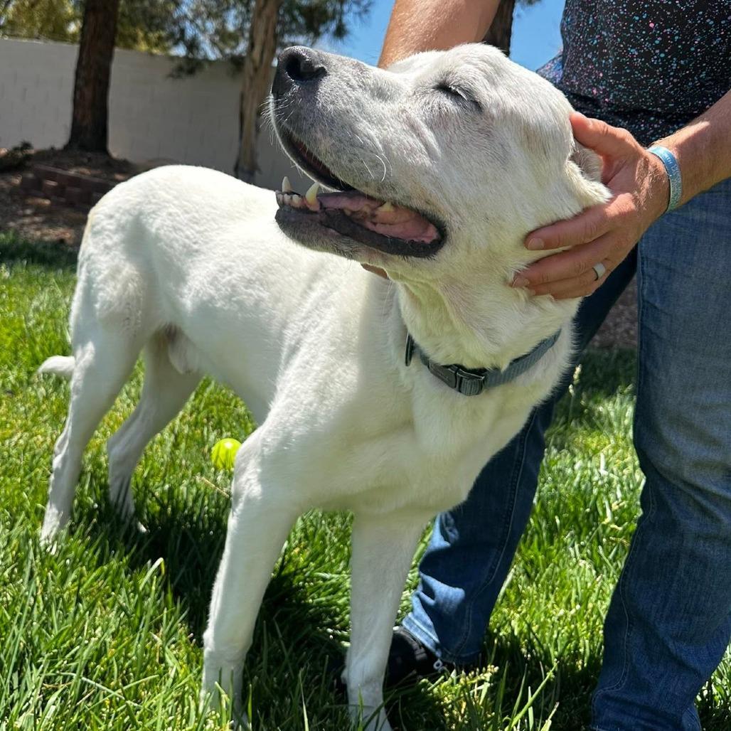Olaf OS PDR, Adoptable, Adult Male Great Pyrenees.